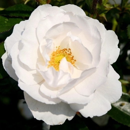 Hella