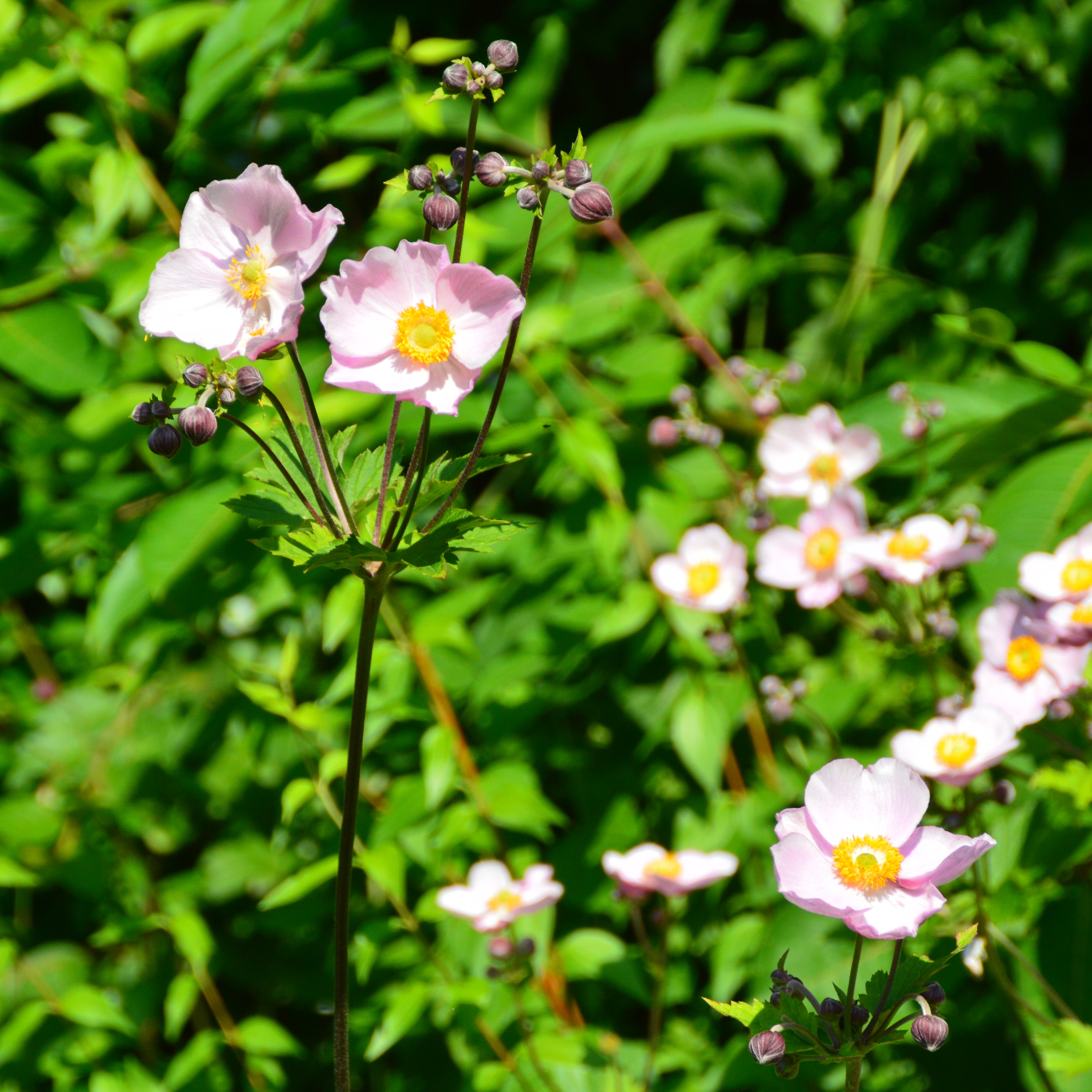 Anemone tomentosa 'Serenade'
