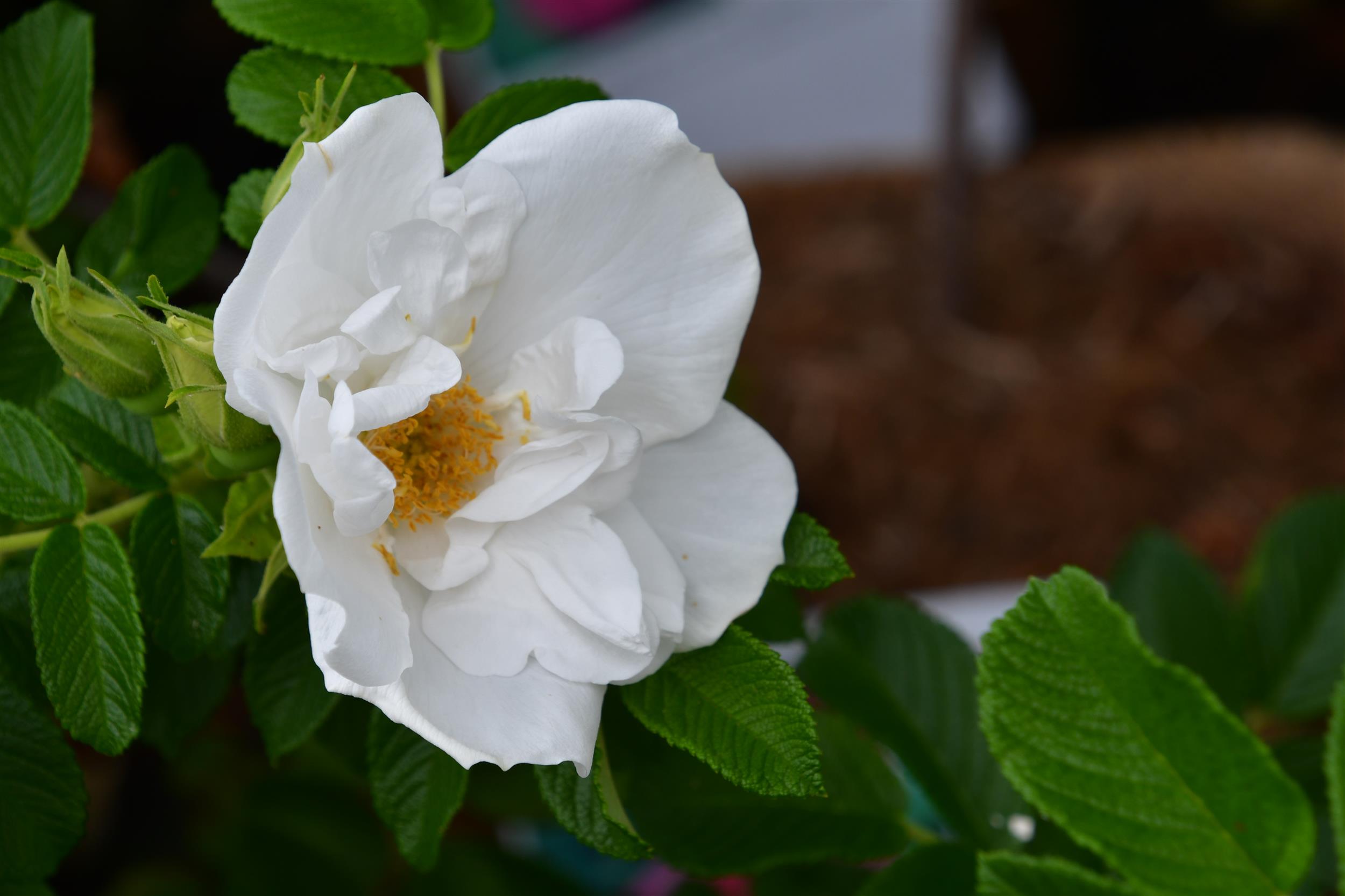 Blanc Double de Coubert