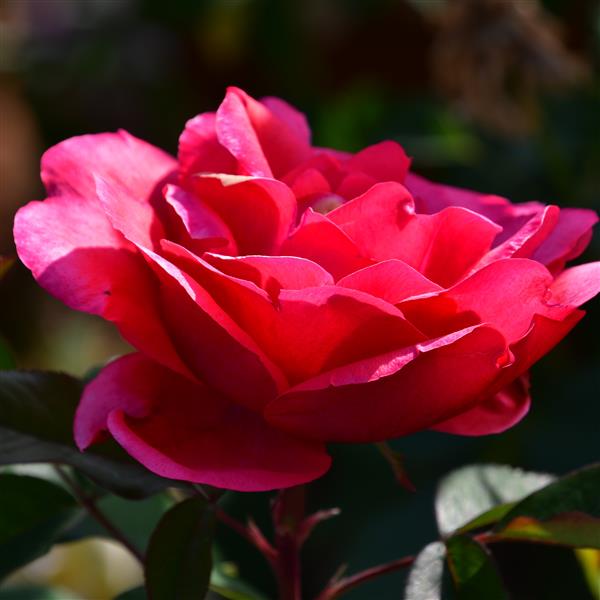 Morden Fireglow