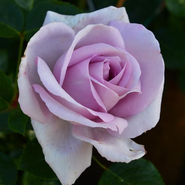 Synactif (La Rose de Petit Prince)