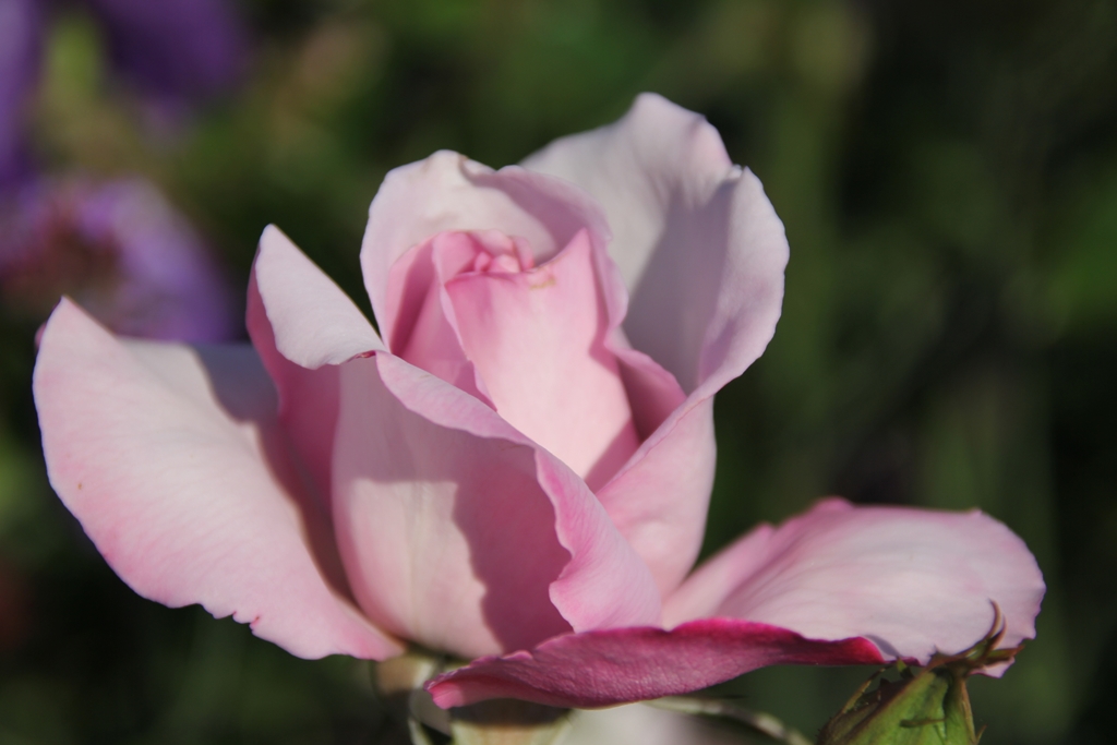 Synactif (La Rose de Petit Prince)