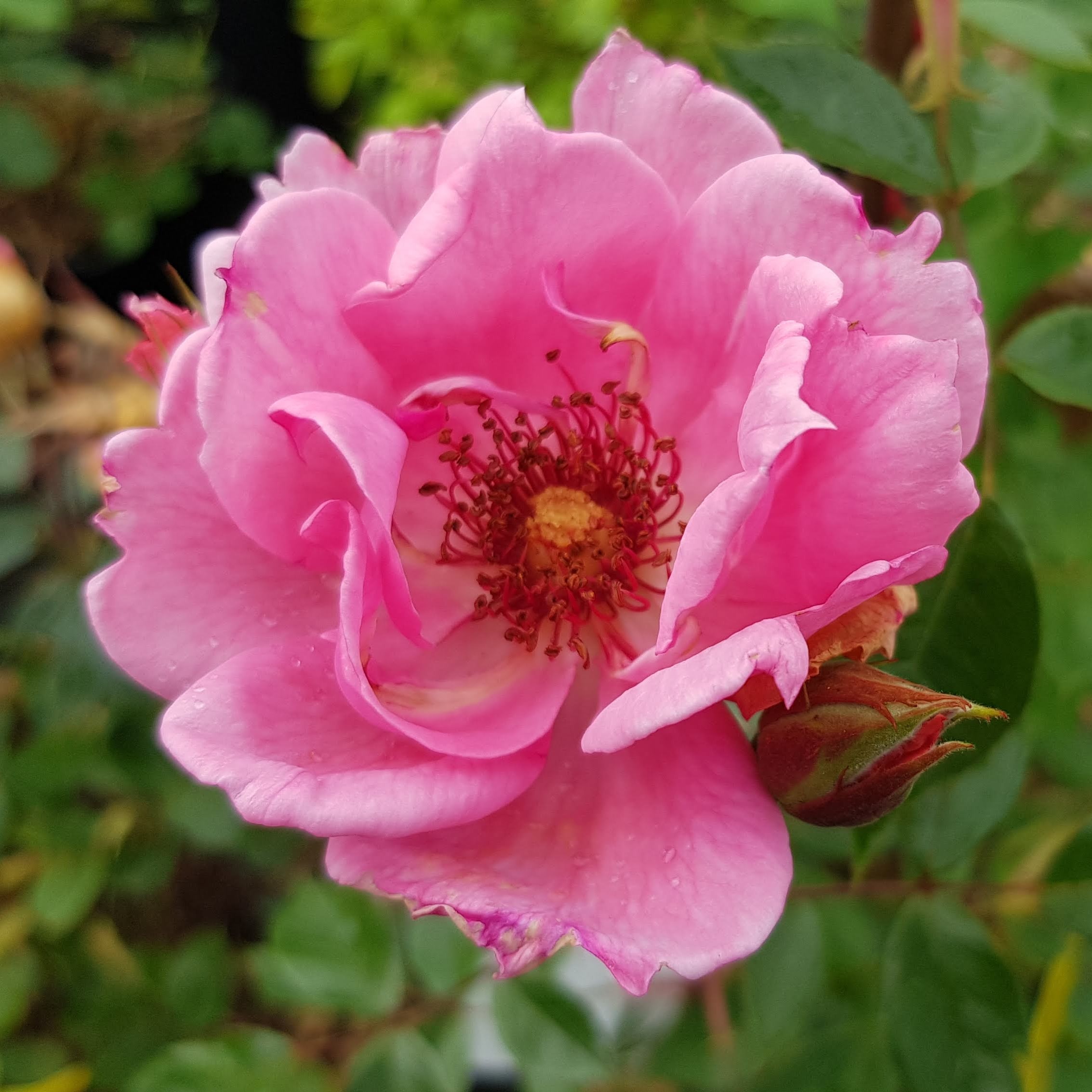 3 x Pink Frilly Knickers im Bio-Container