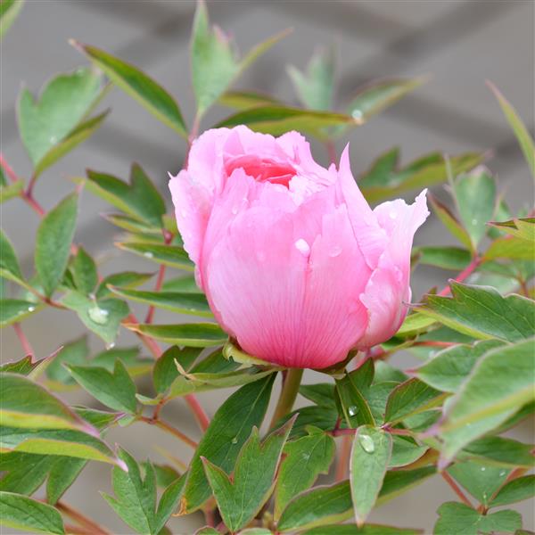 Paeonia suffruticosa Rou Fu Rong