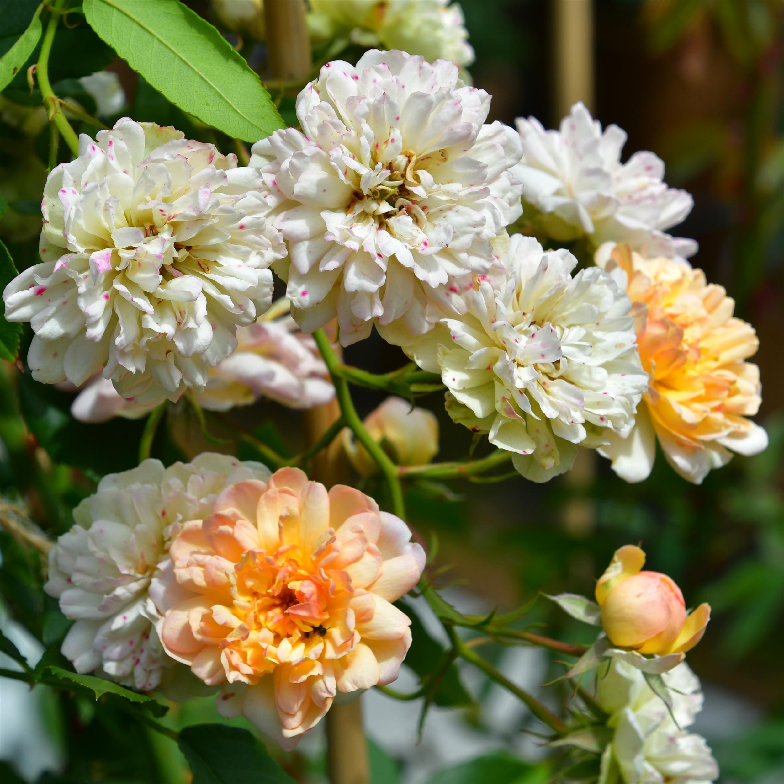 Phyllis Bide