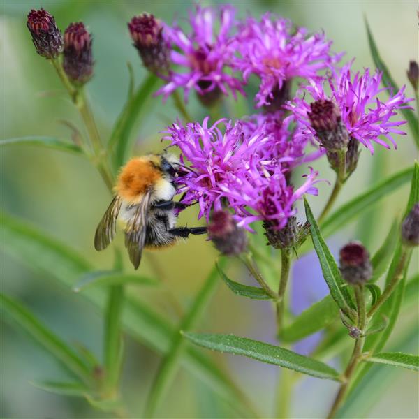 Vernonia lettermannii 1L