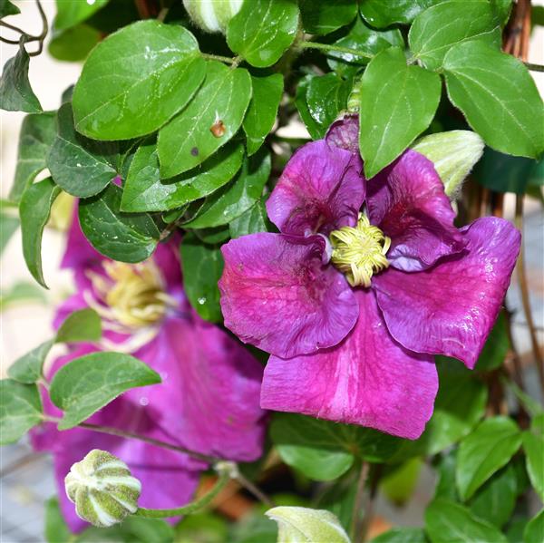 Clematis hyb. `Sunset`