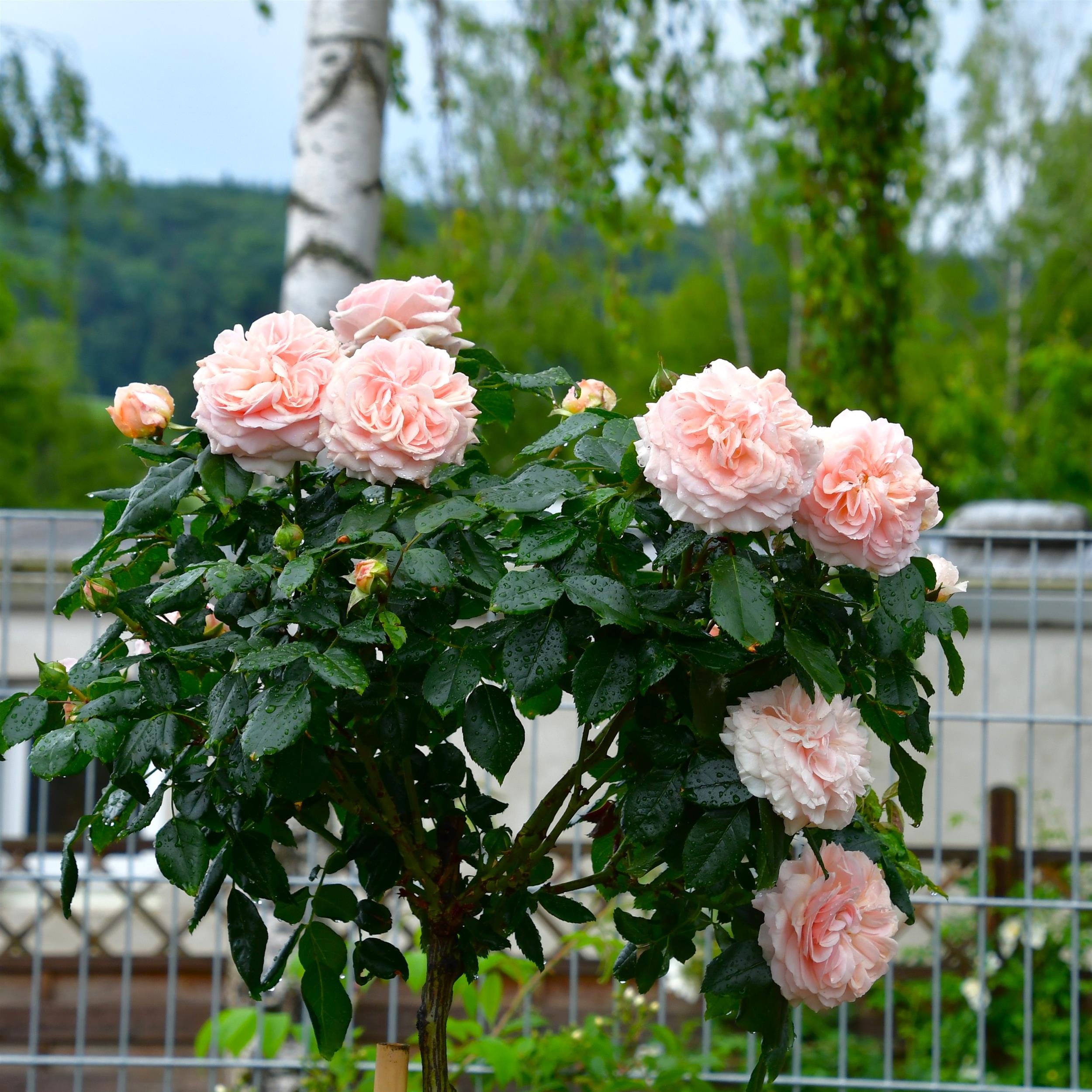 Garden of Roses/Joie de vivre