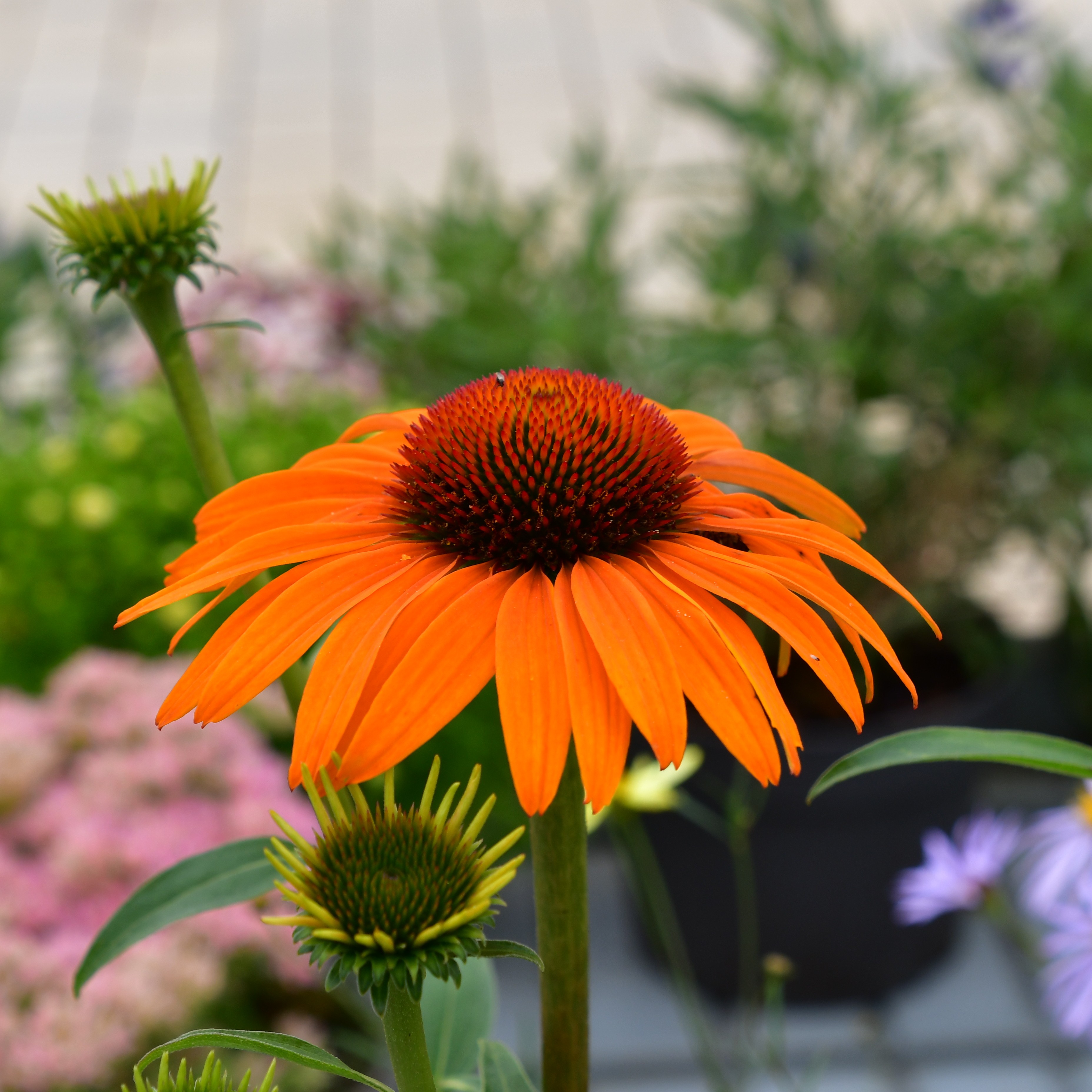 Echinacea purp. 'Skipper Gold' 1L