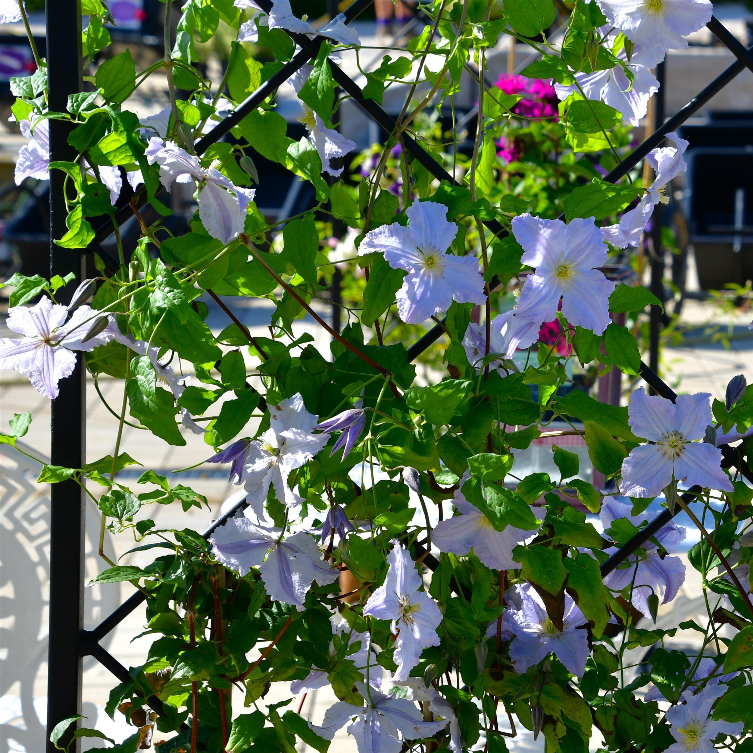 Clematis vitic. Blue Angel C2