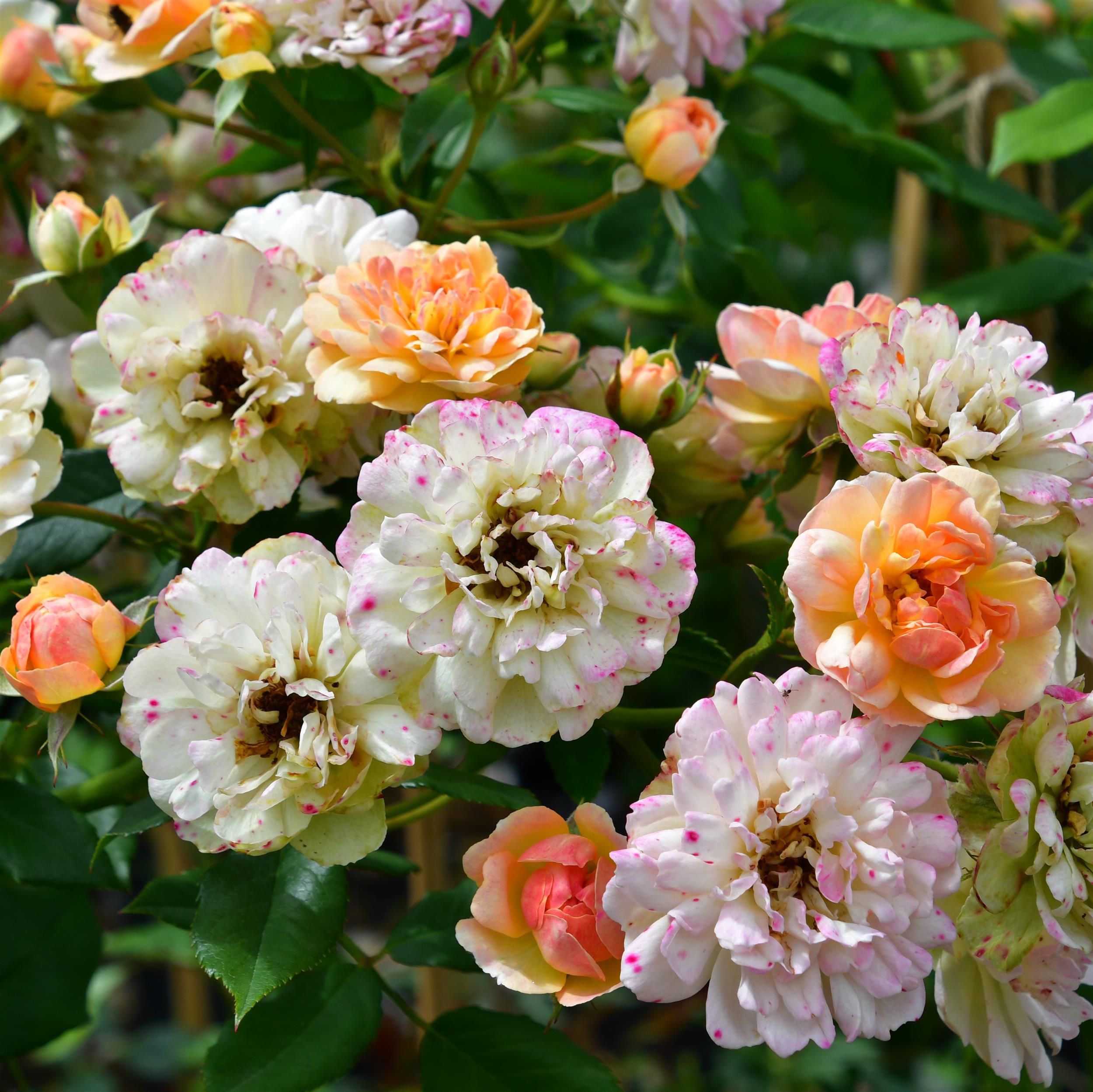 Phyllis Bide