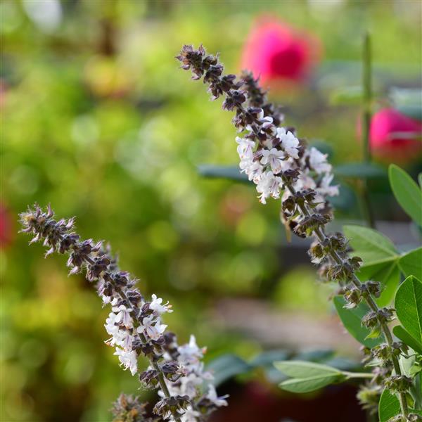 Ocimum basilicum 'Magic White' 1L