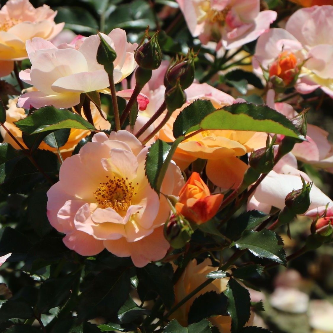 Flower Carpet Sedana - Stammrose 60 cm
