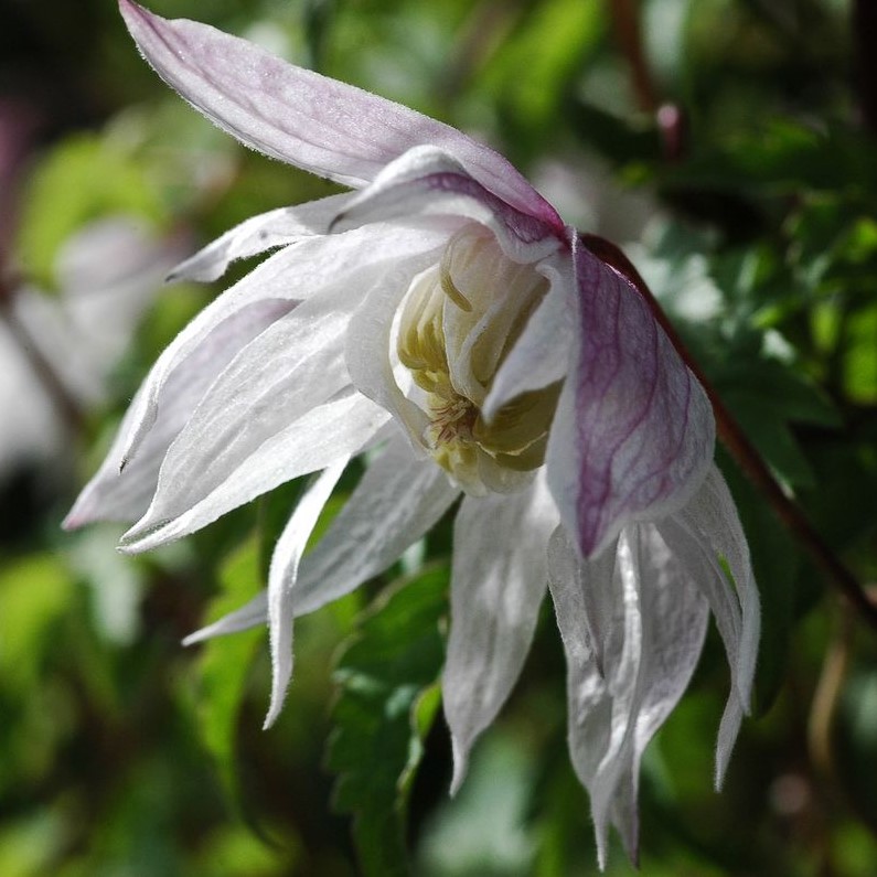 Clematis alpina