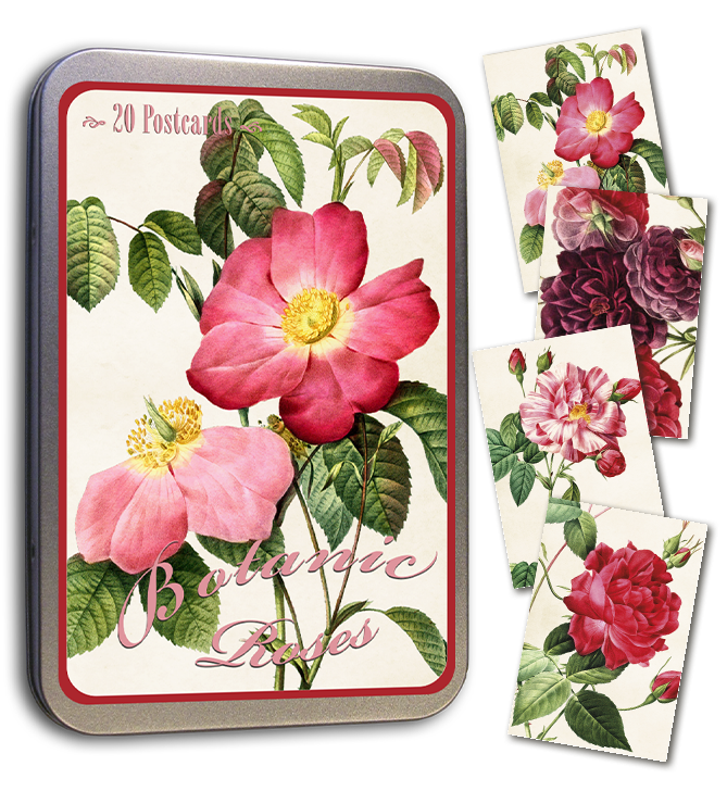 Rosen Postkarten in Dose