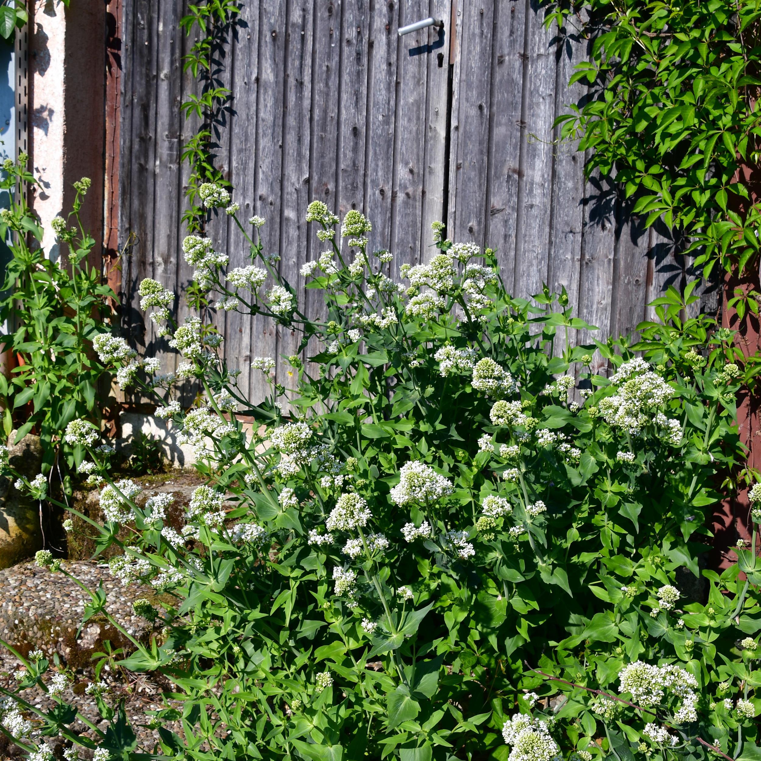Centranthus ruber ' Albus' 1L