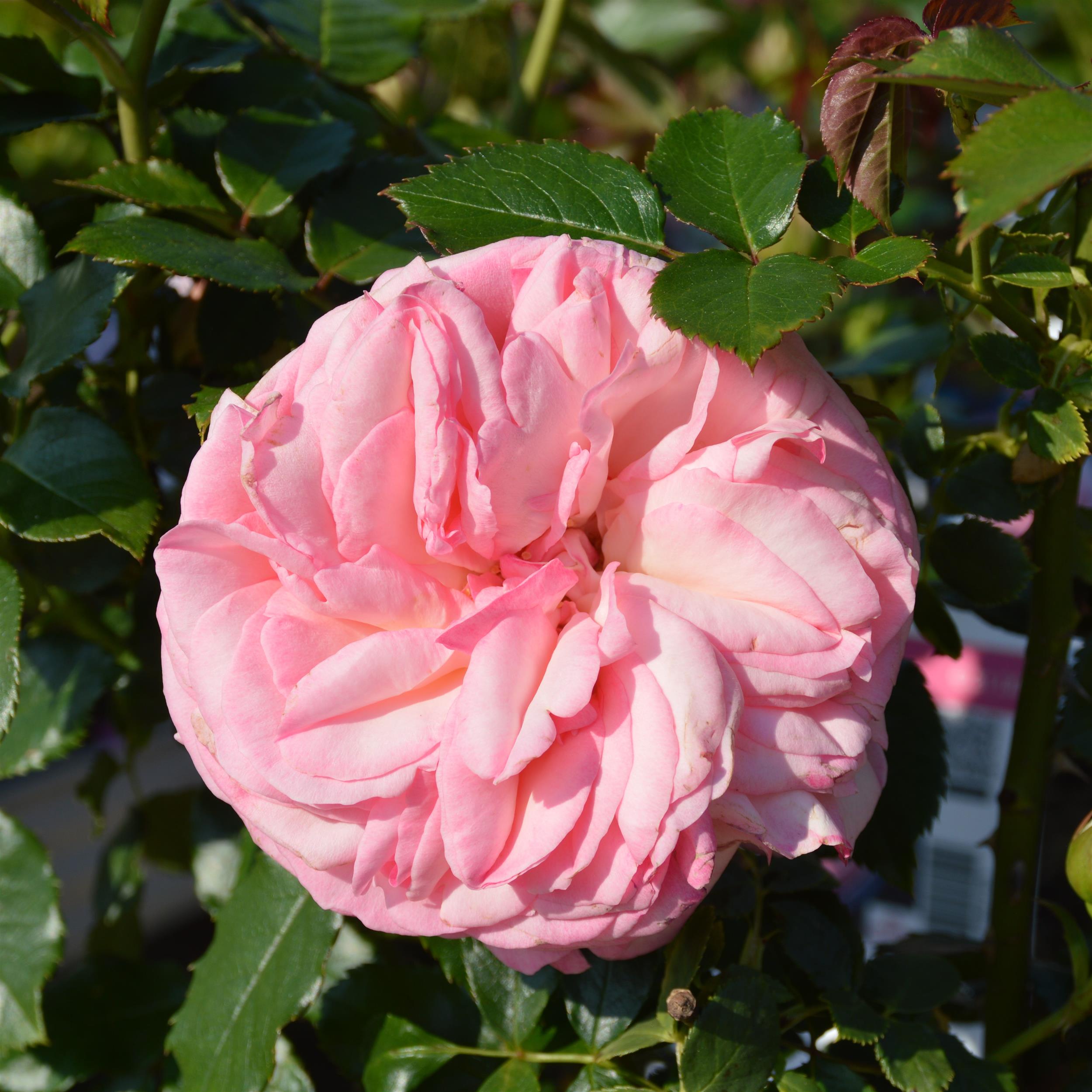 Eden Rose 85/ Pierre de Rosard - Stammrose 90 cm