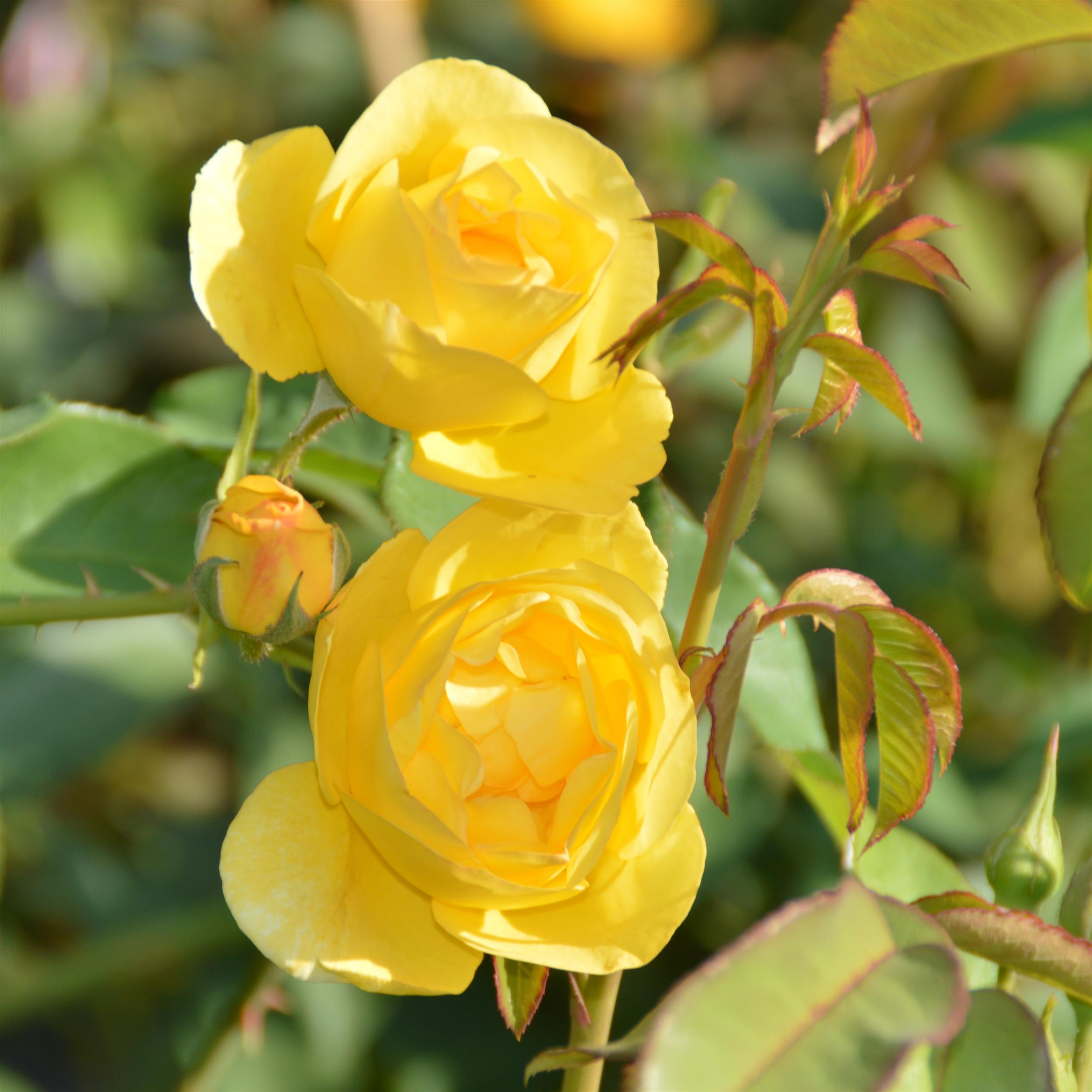 Kingcup / Big Buttercup