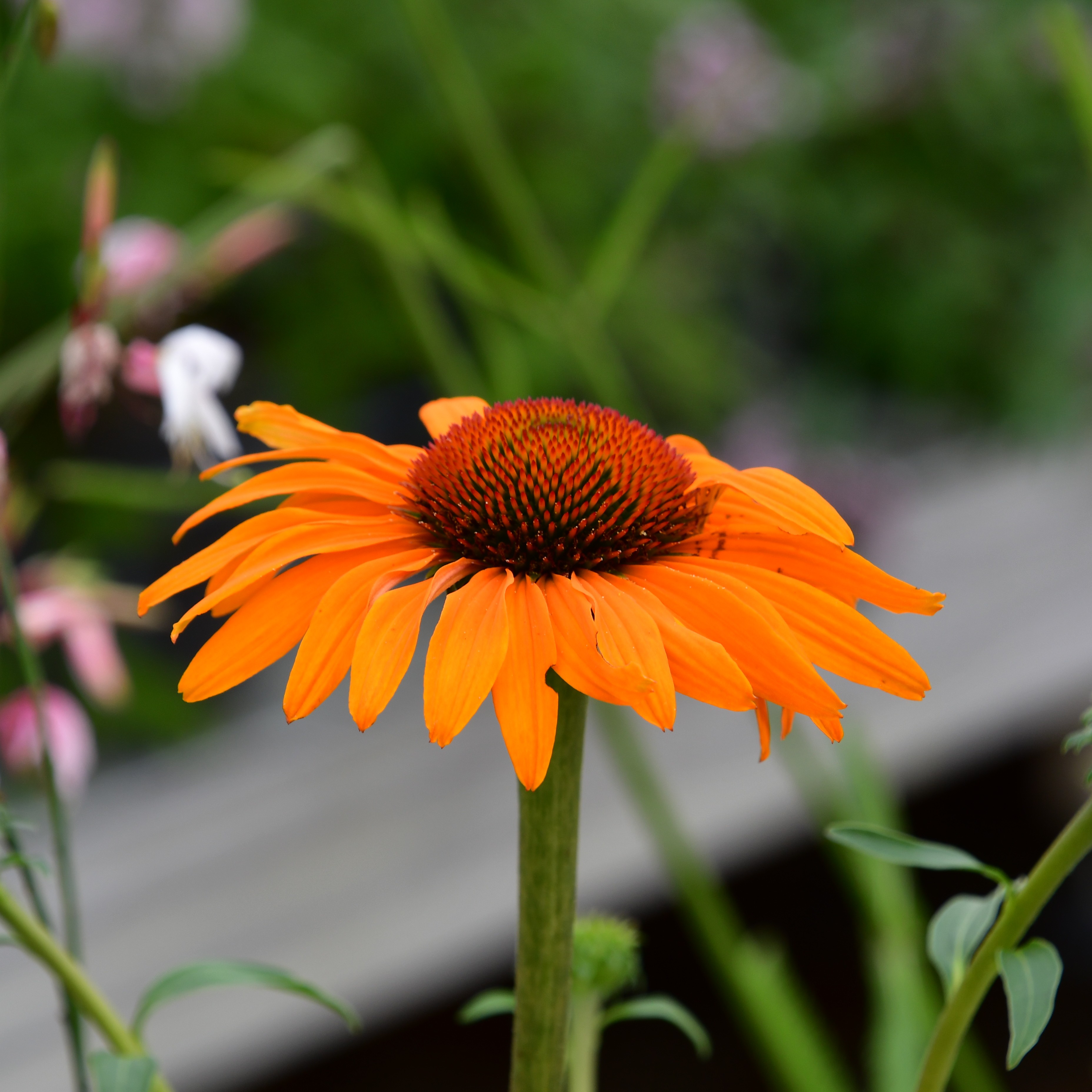 Echinacea purp. 'Skipper Gold' 1L