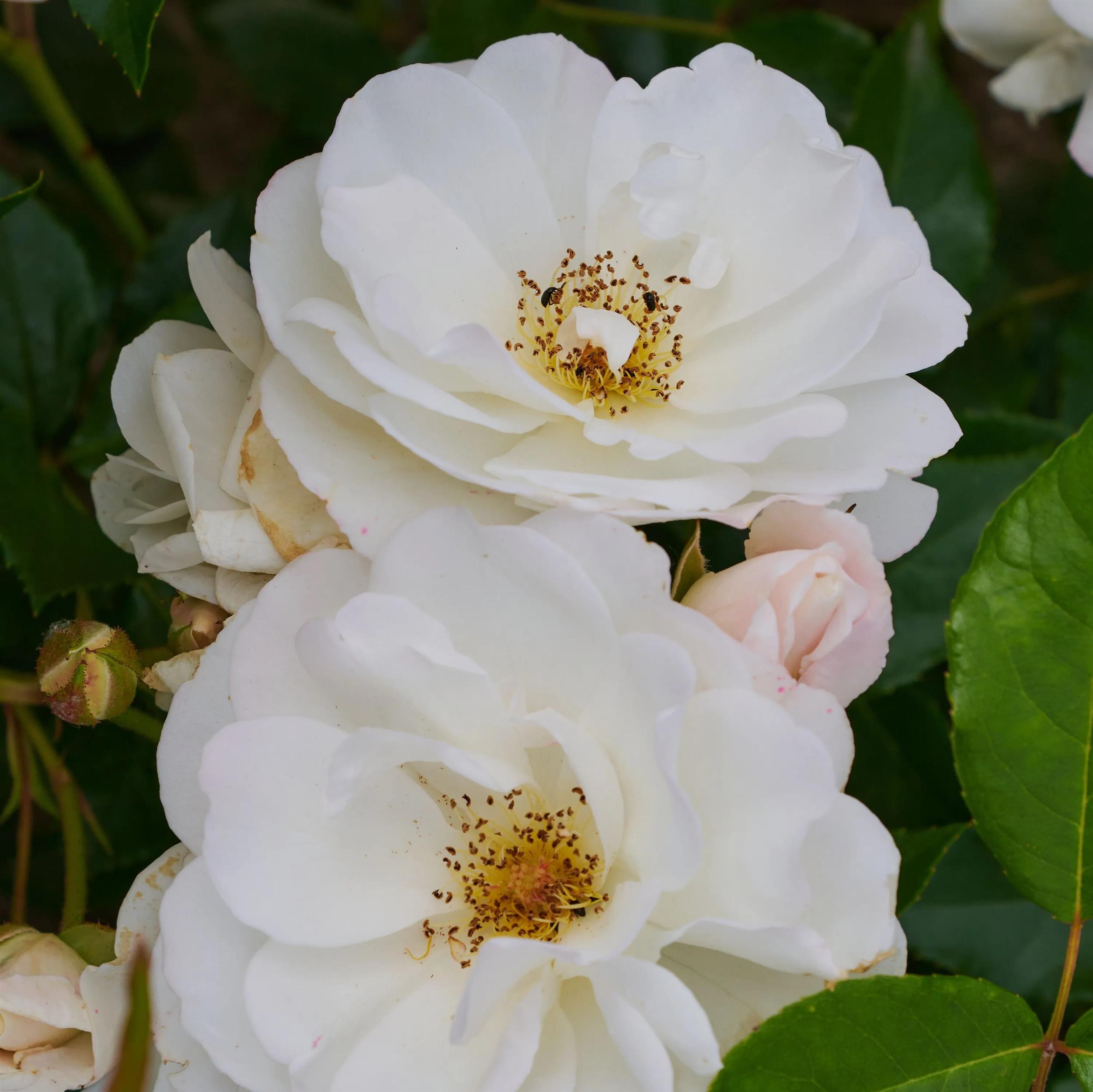 Iceberg / Schneewittchen