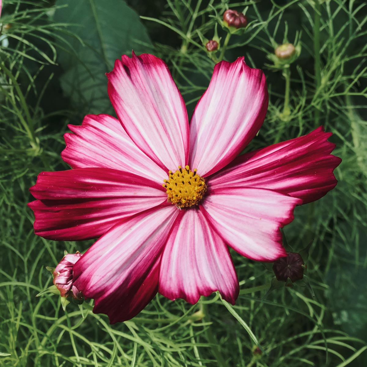 Cosmos Bipinnatus "Velouette" (Kosmee)