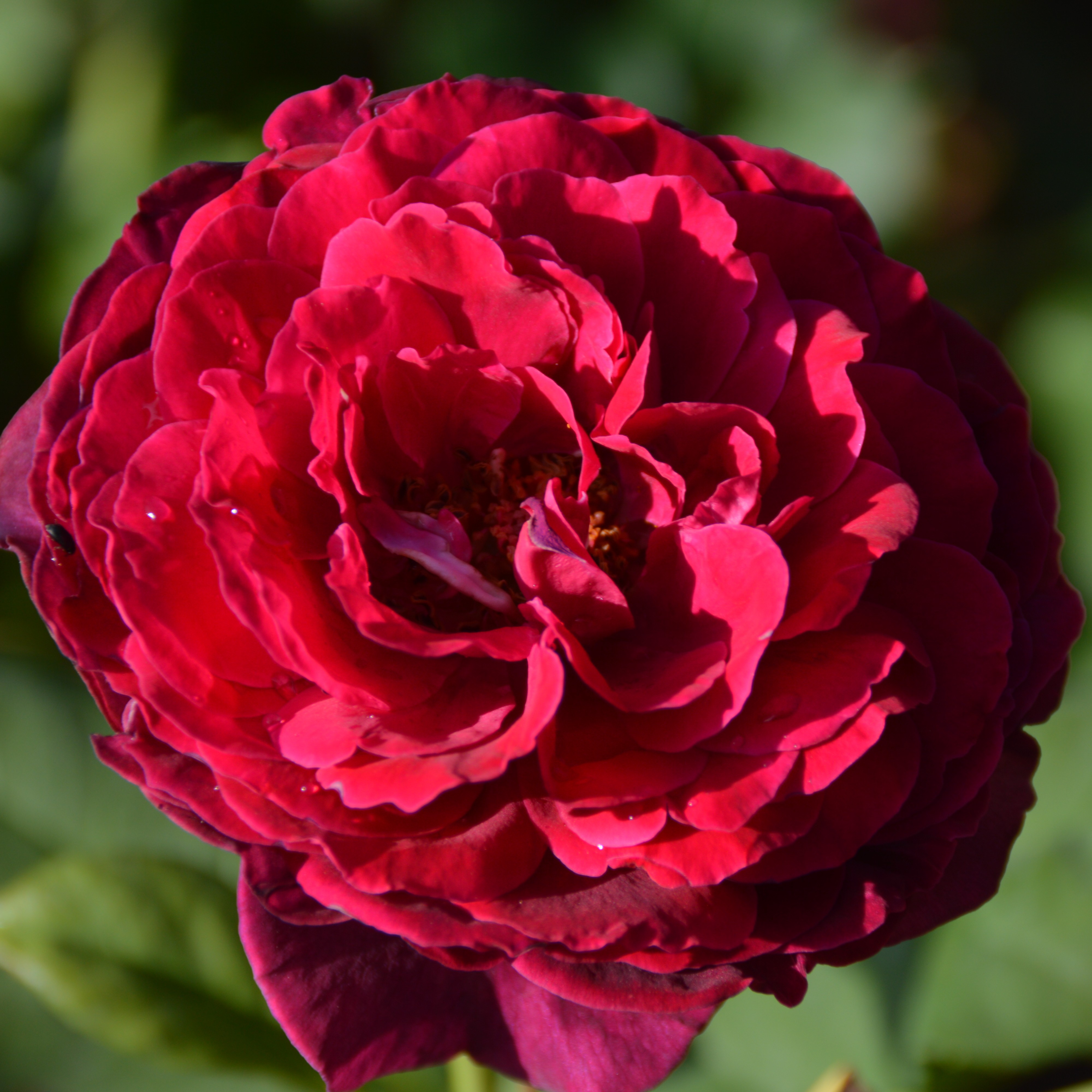 Astrid Gräfin von Hardenberg