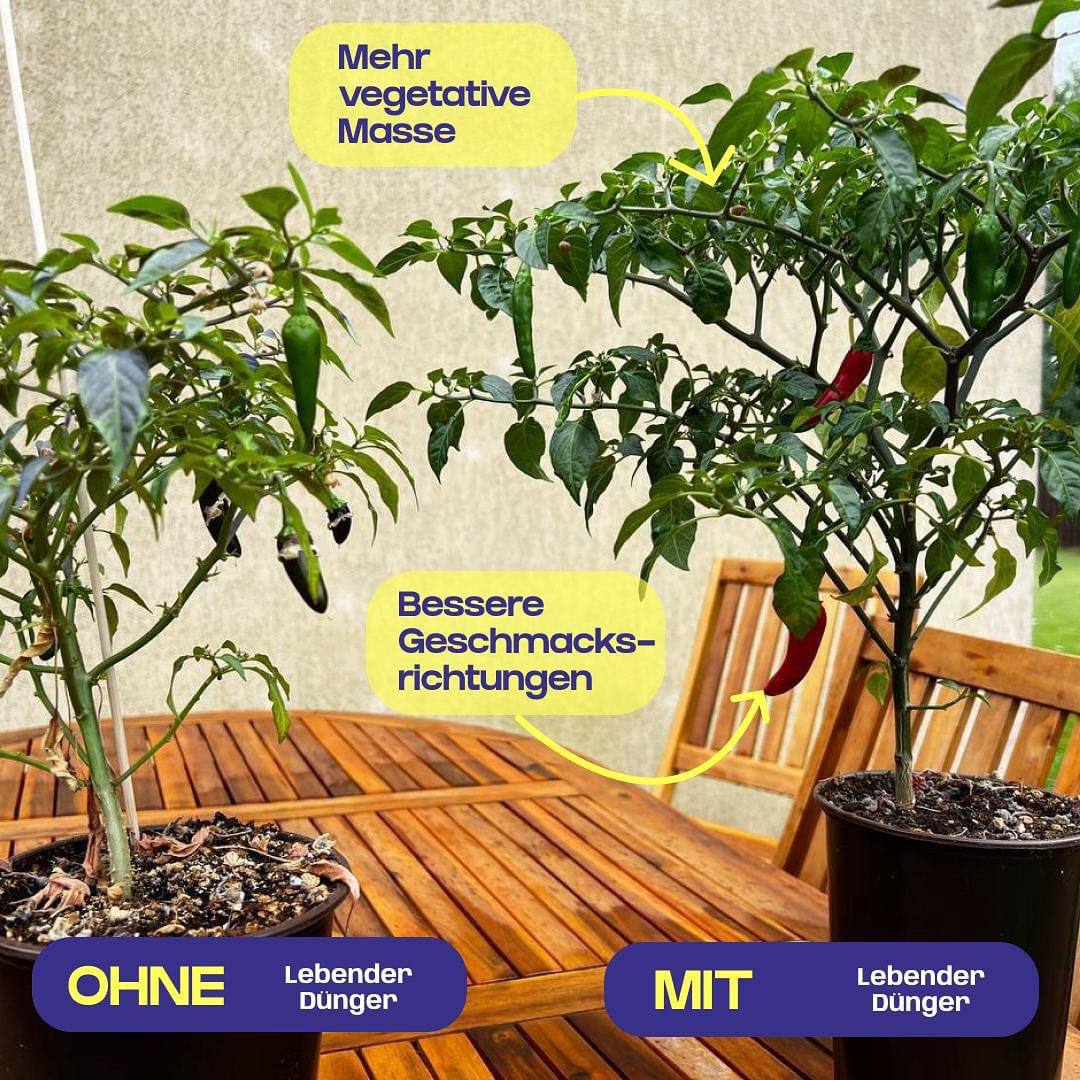 Lebender Dünger Organic-Balance® Universal 500