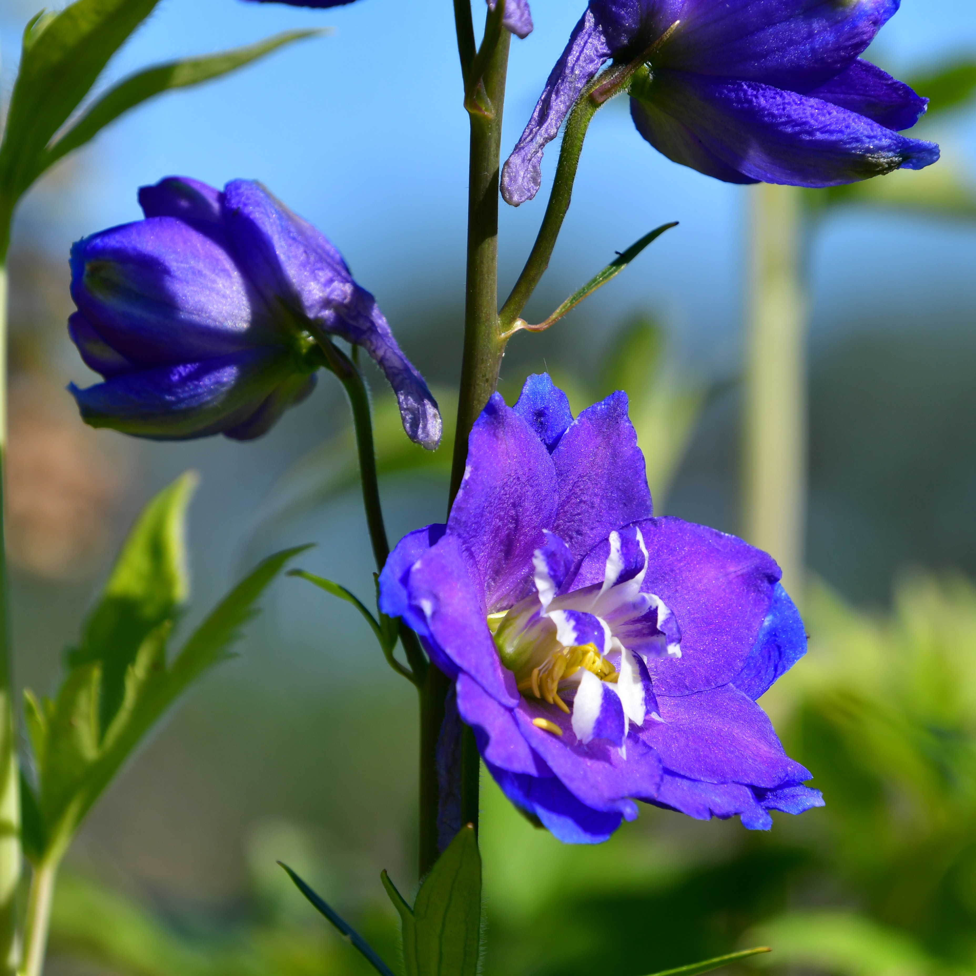 Delphinium x cul. Power 2L