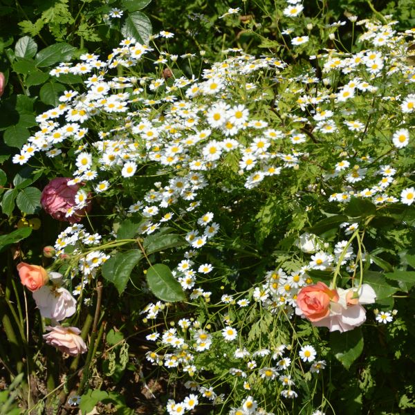 Tanacetum parthenium - Mutterkraut 1L