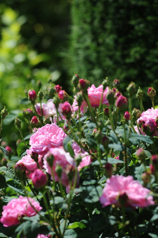 Belle Amour