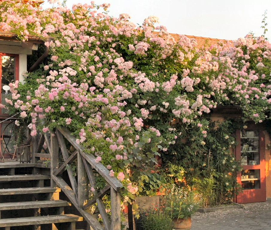 Scarman´s Himalayan Musk