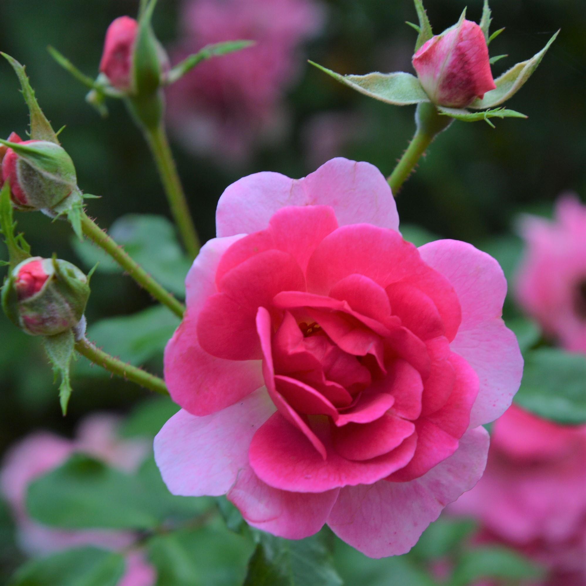 Bad Wörishofen 2005 / Pink Emely