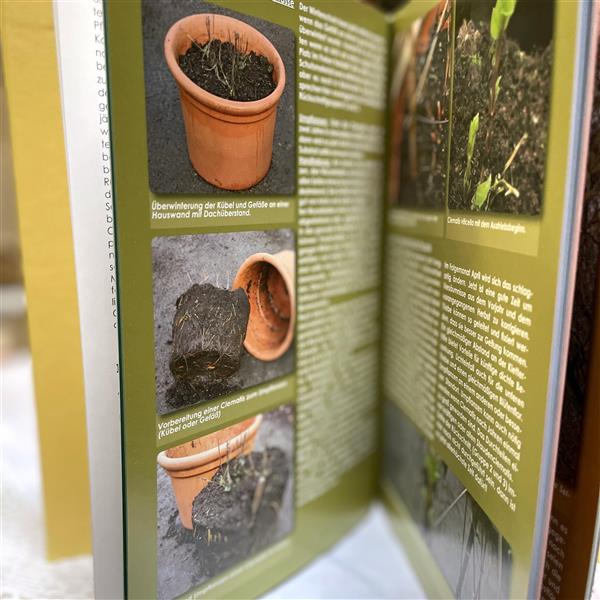 Das Clematis Jahrbuch - 365 Tage Freude mit Clematis