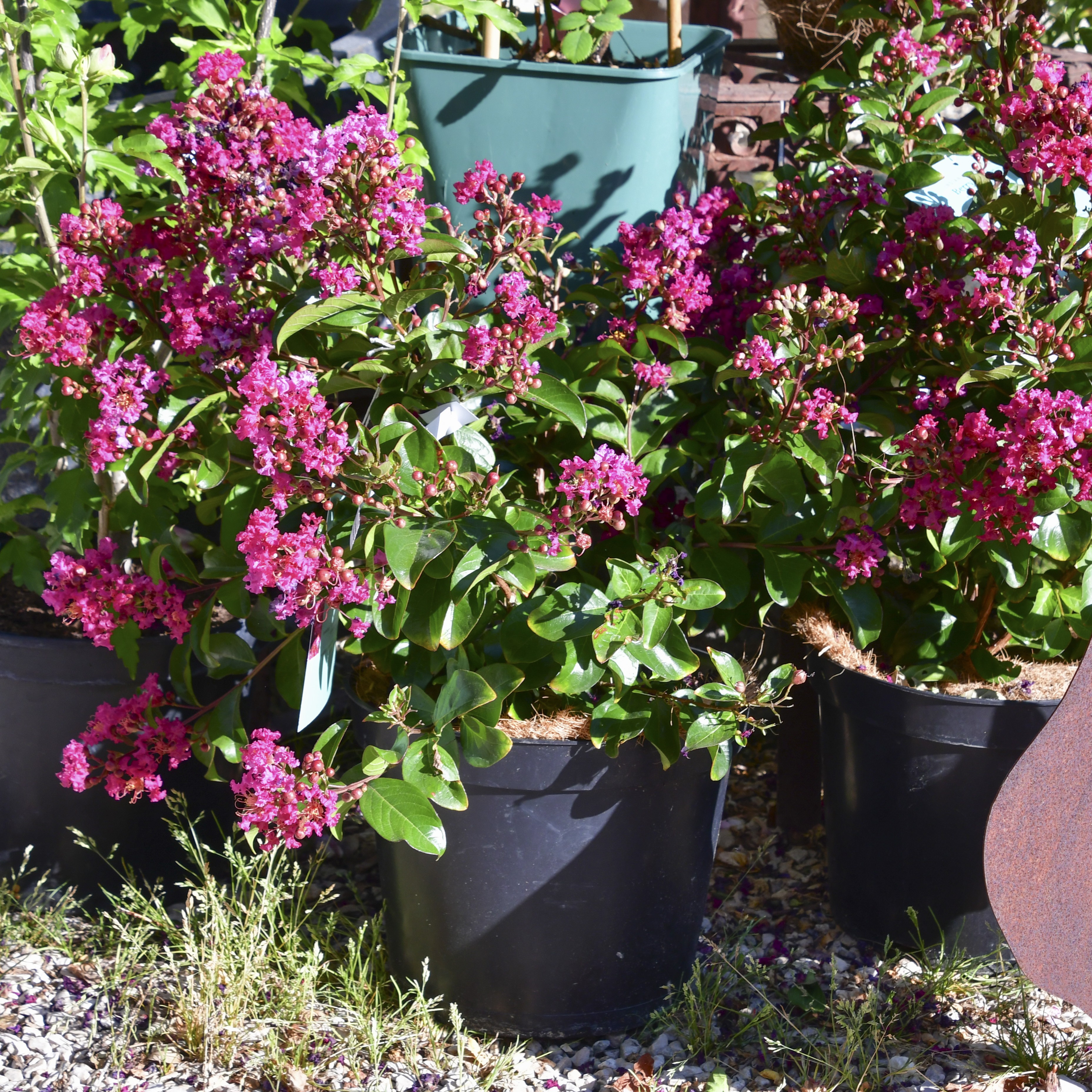 Lagerstroemia Berry Dazzle 5L