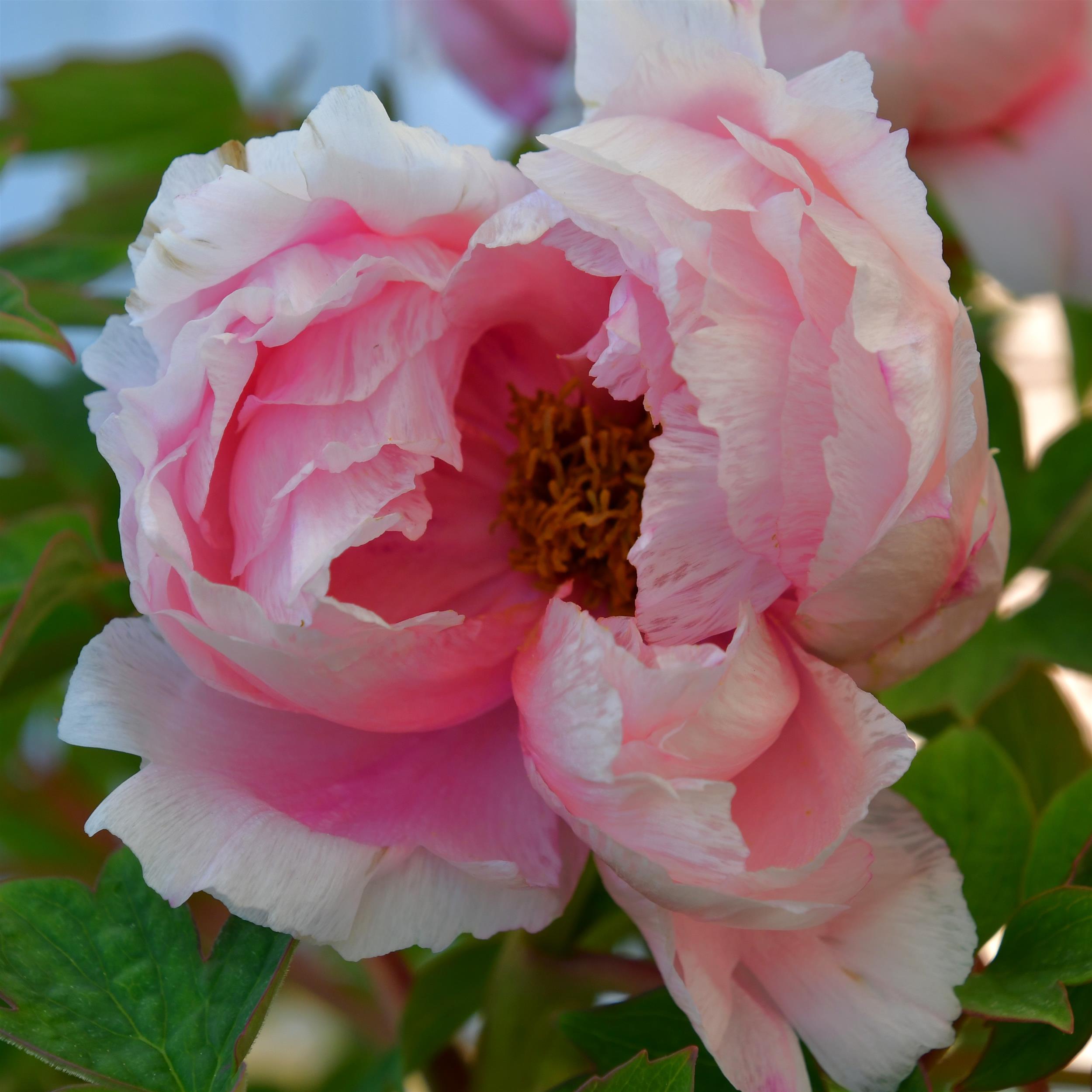Paeonia suffruticosa Rou Fu Rong
