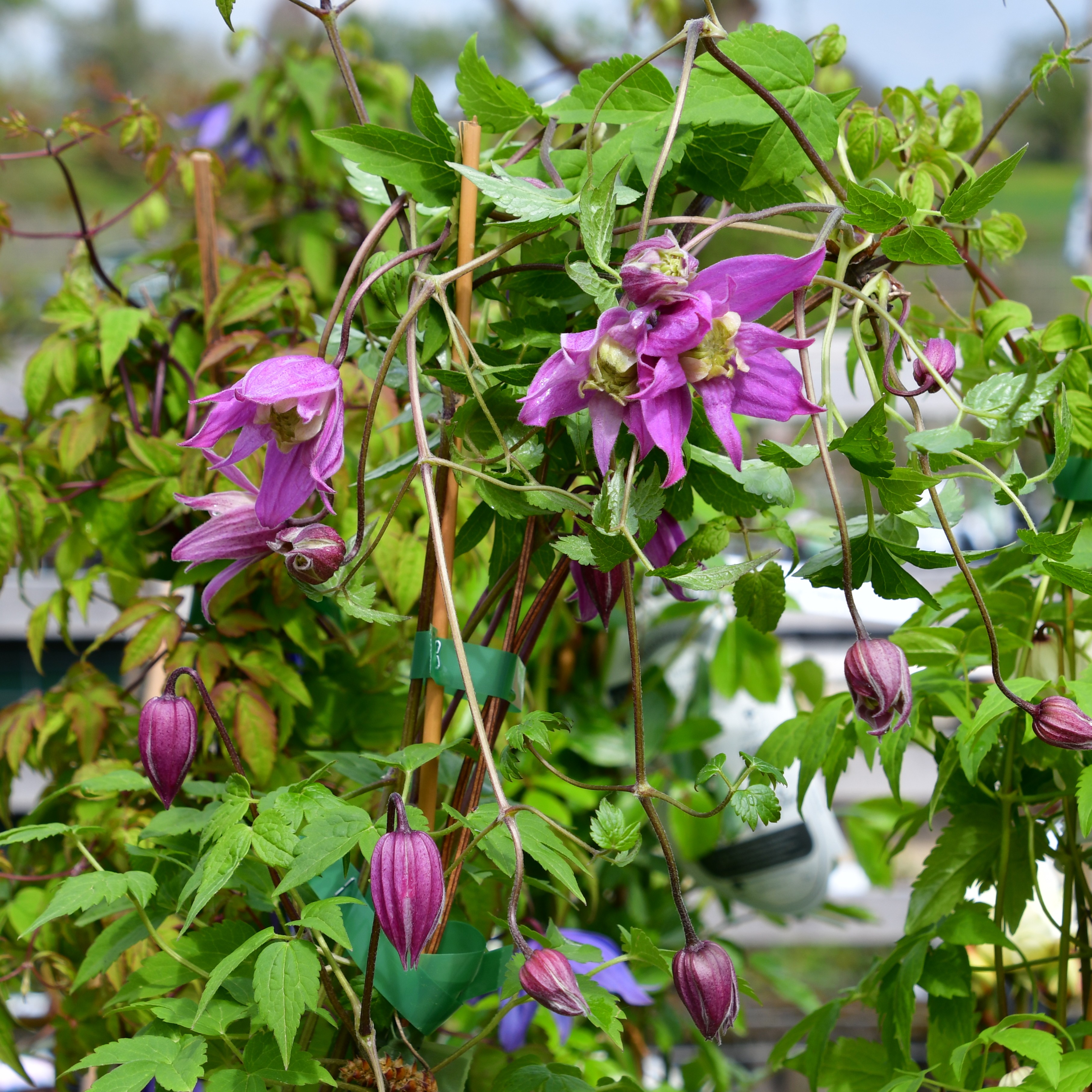 Clematis alp. koreana Jette