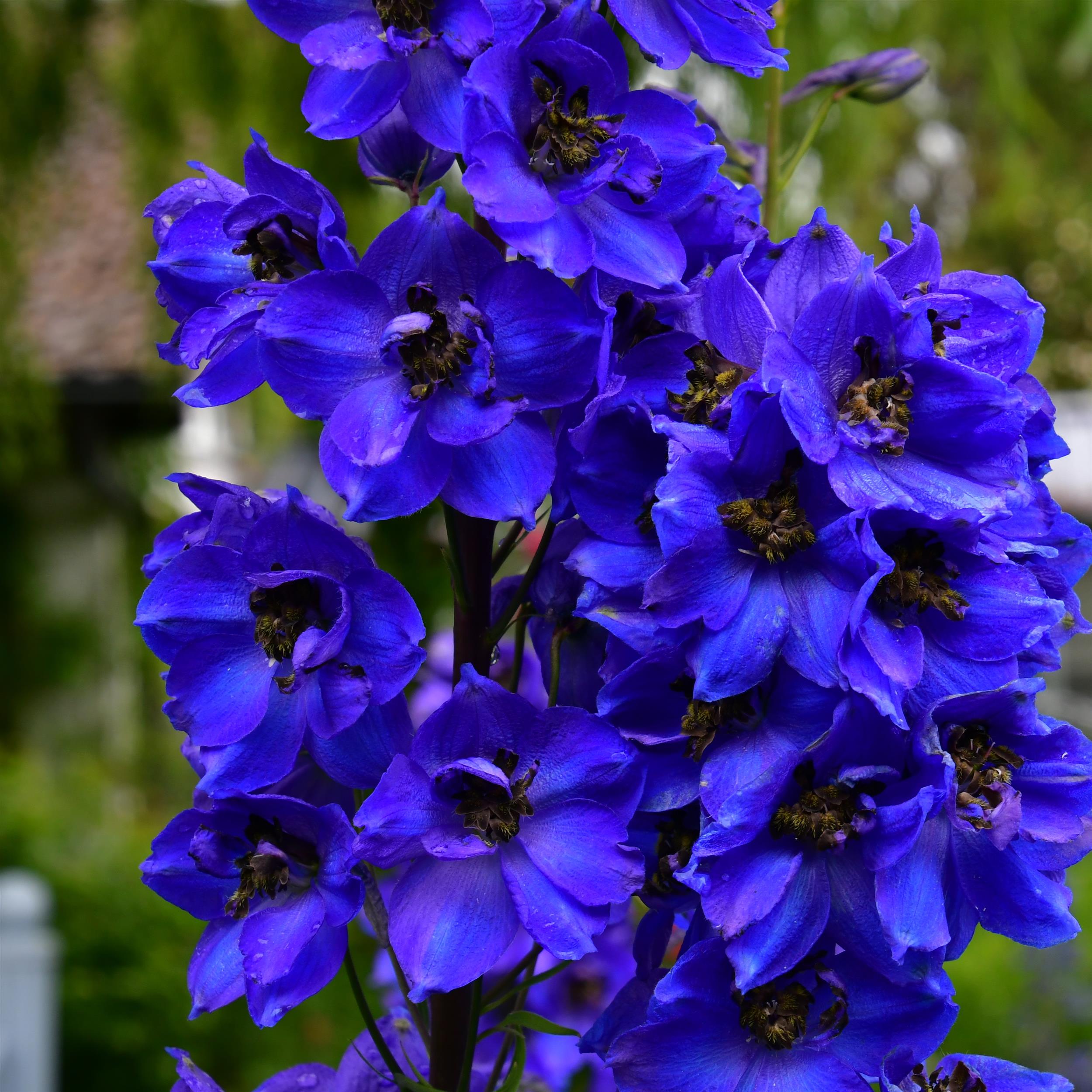 Delphinium Pacific Hybr. ´Black Knight`