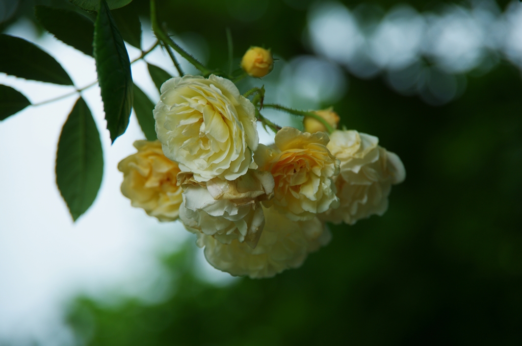 Ghislaine de Feligonde