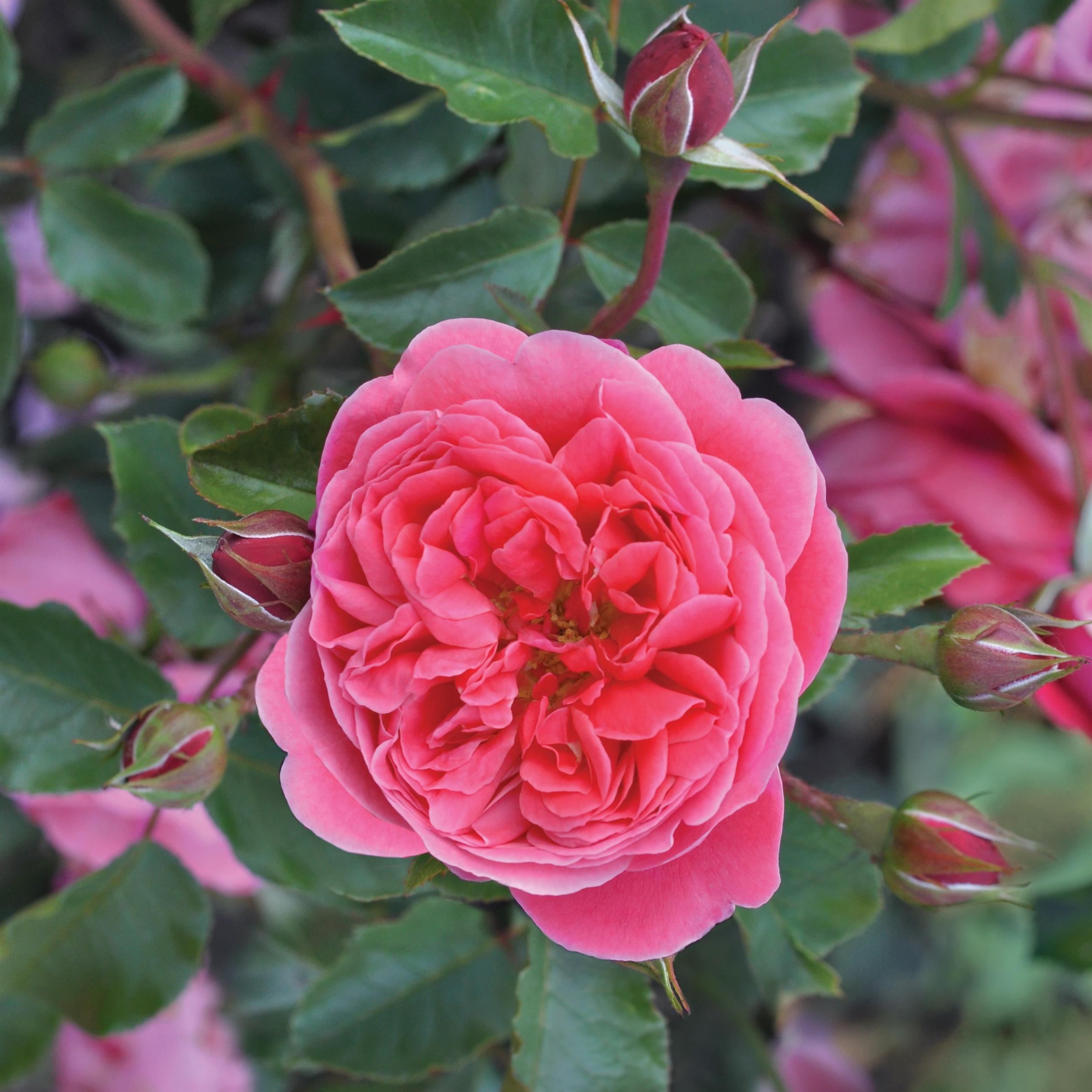 Raspberry Essbare Rose