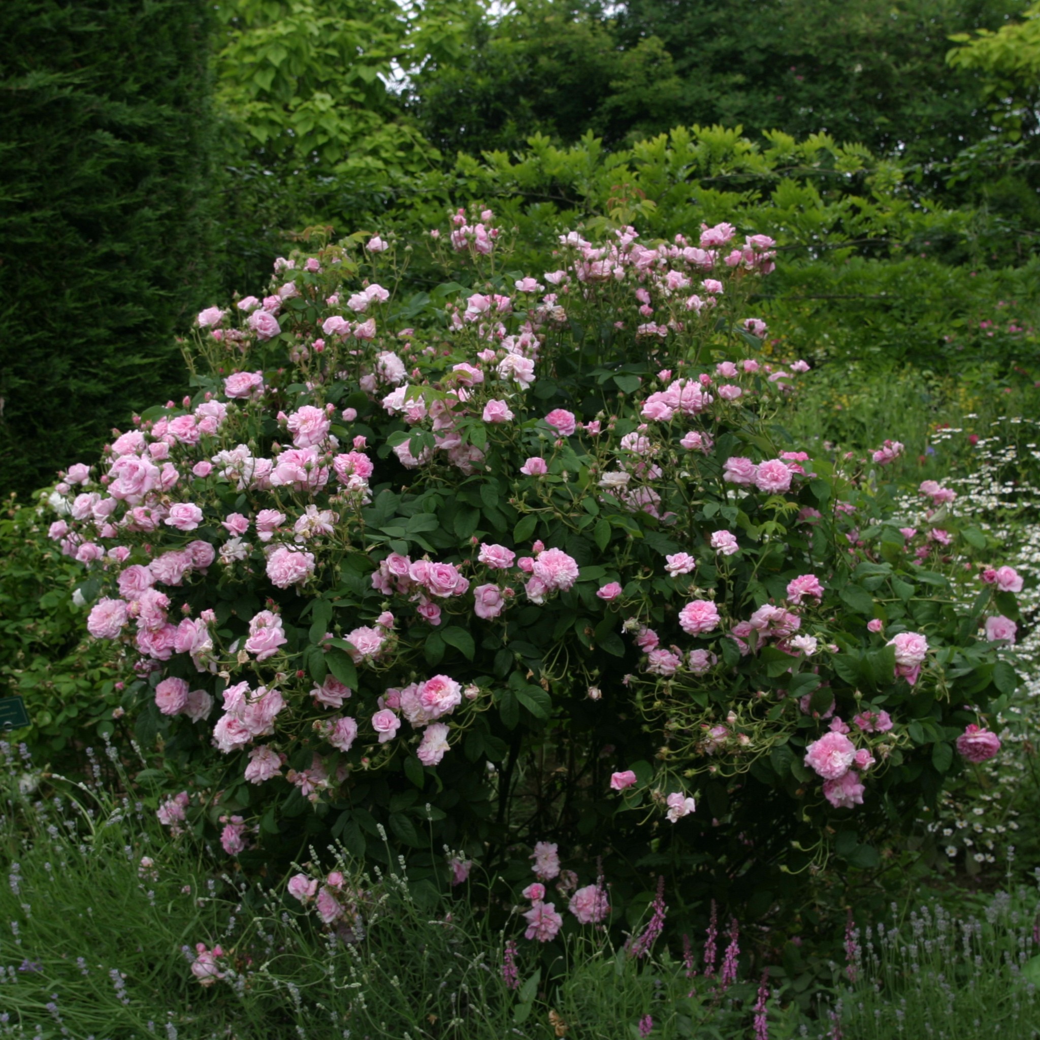 Ispahan / Pompon des Princes