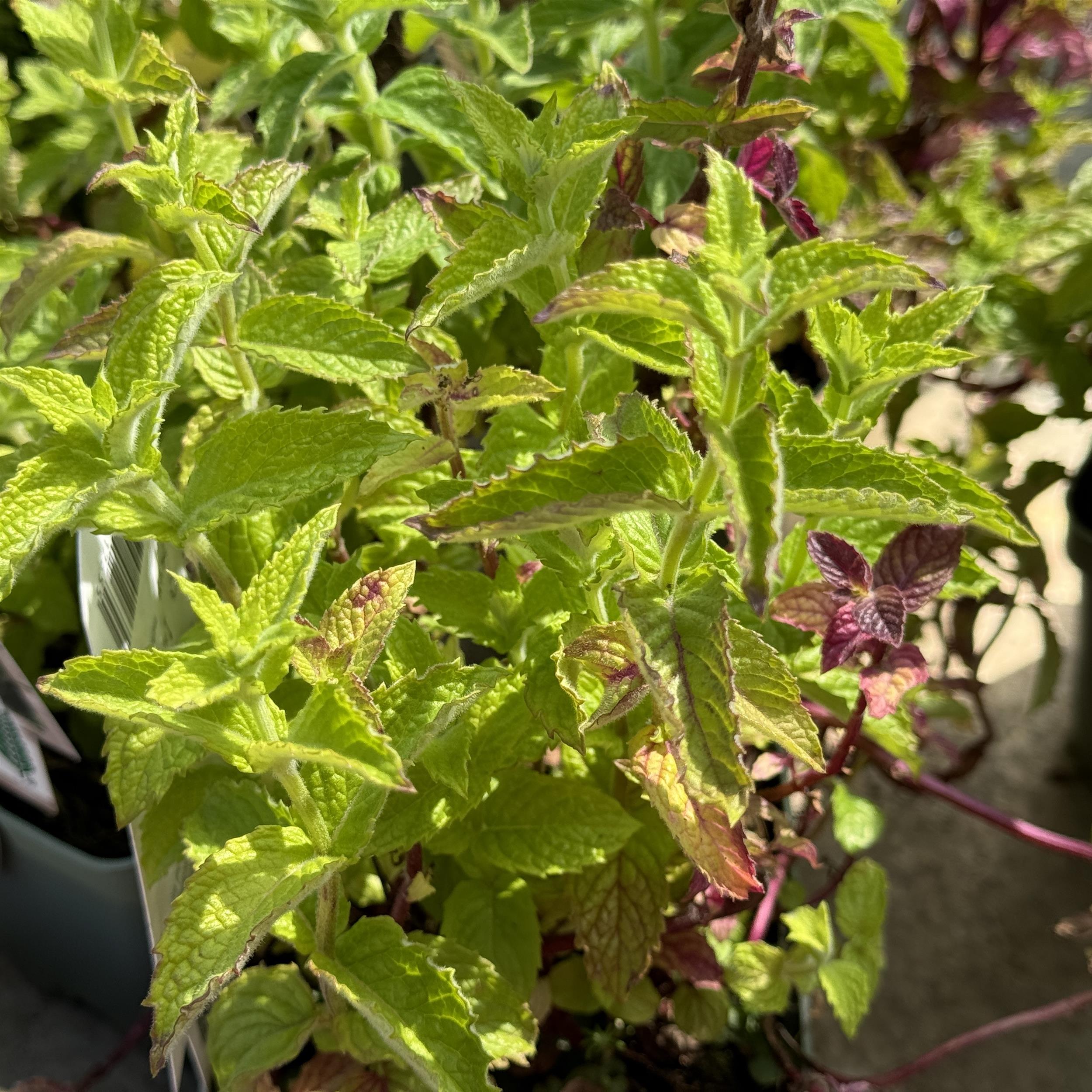 Mentha x piperita 'Mitcham'