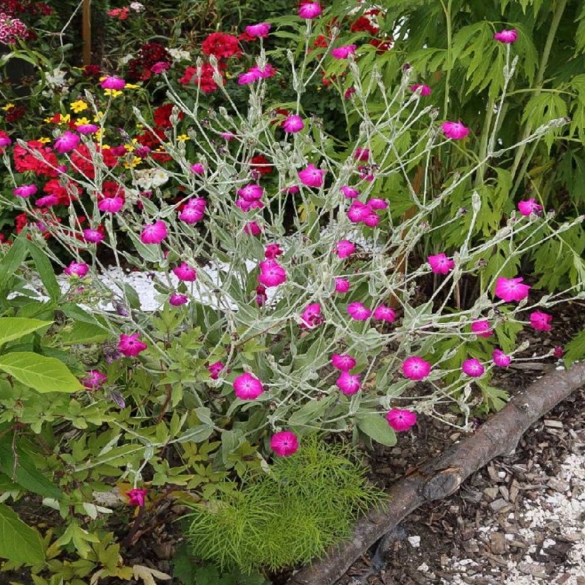 Lychnis coronaria 1L