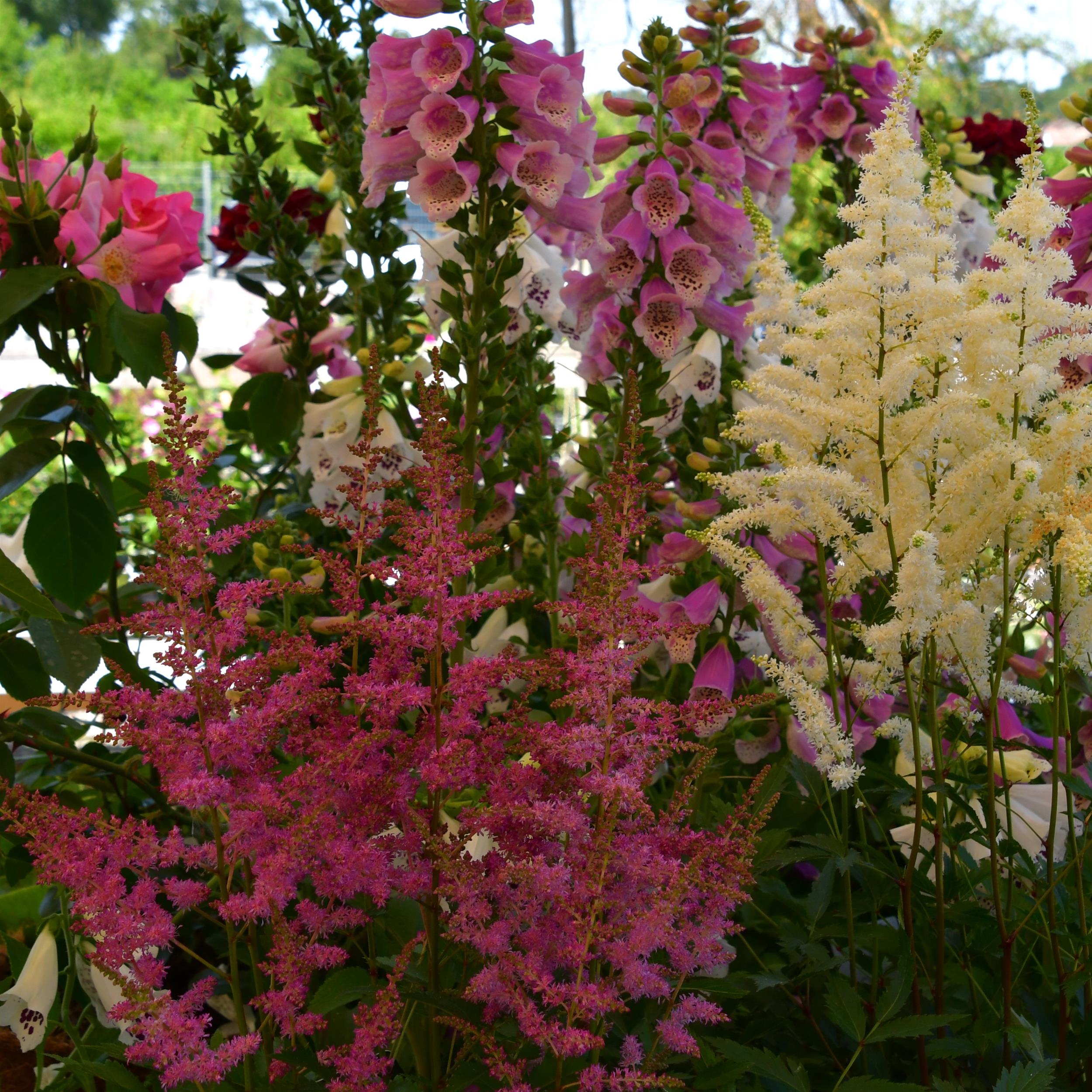 Astilbe x cult. Younique Lilac 3L