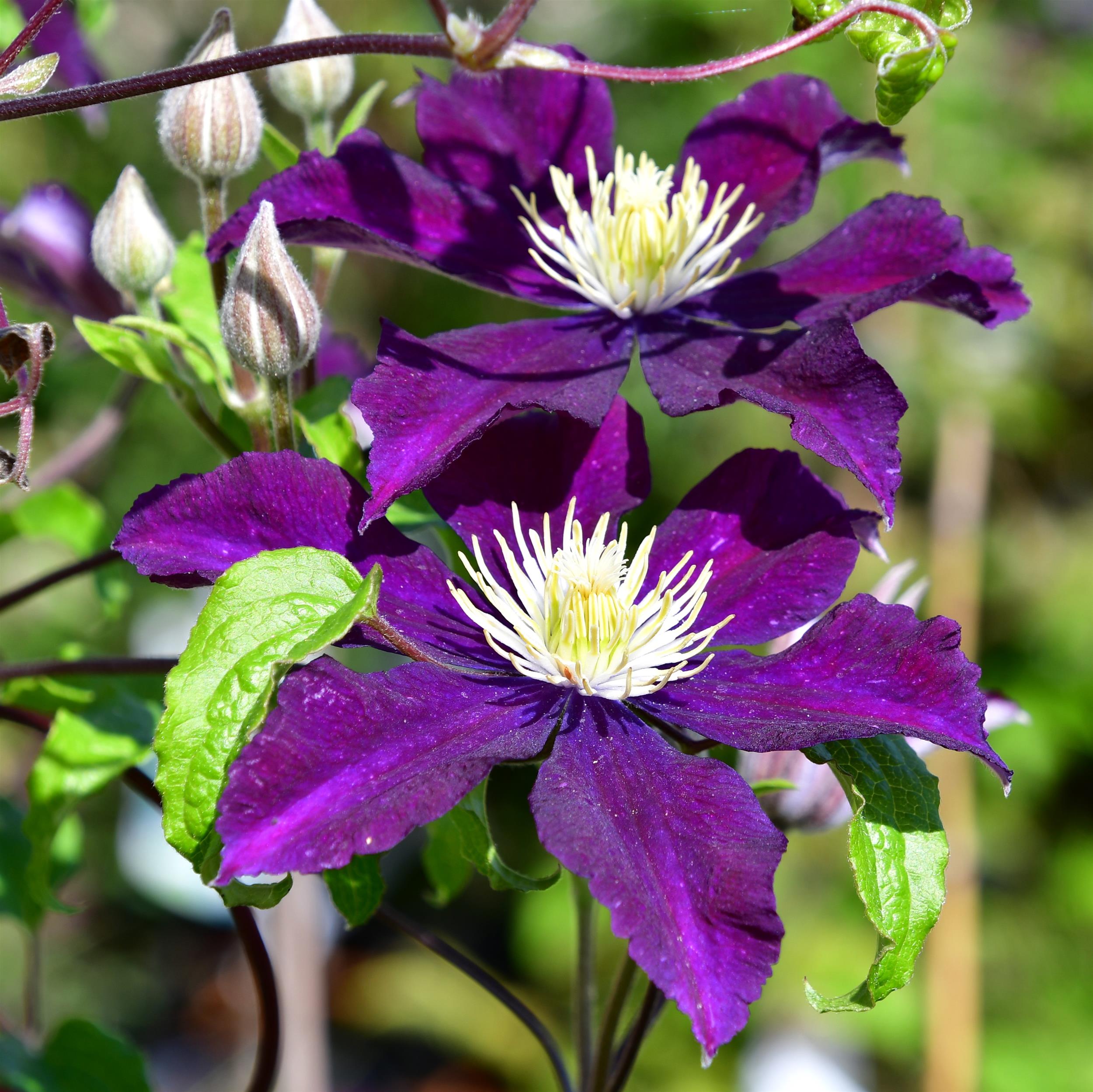 Clematis Warszawska Nike