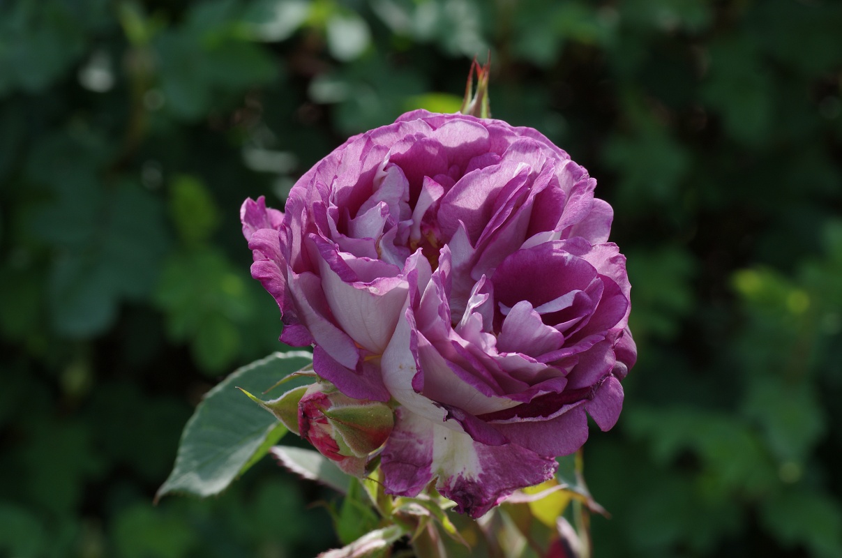 Huddersfield Choral Society