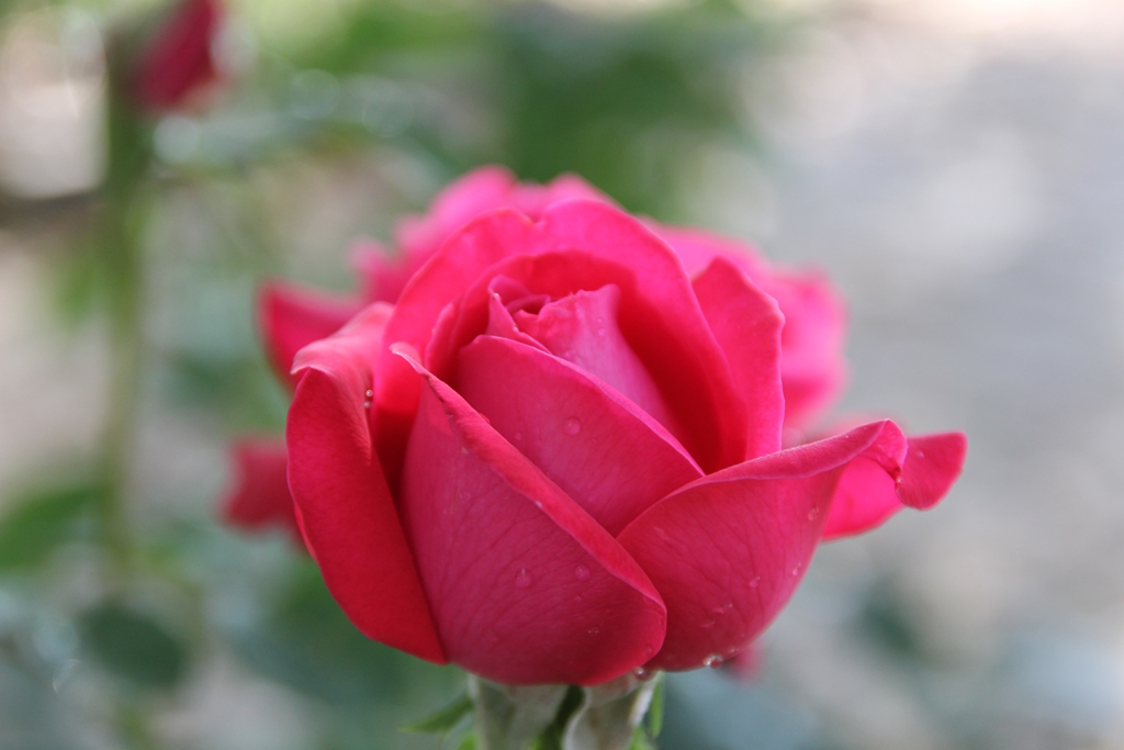 Dame de Coeur - Stammrose 110 cm