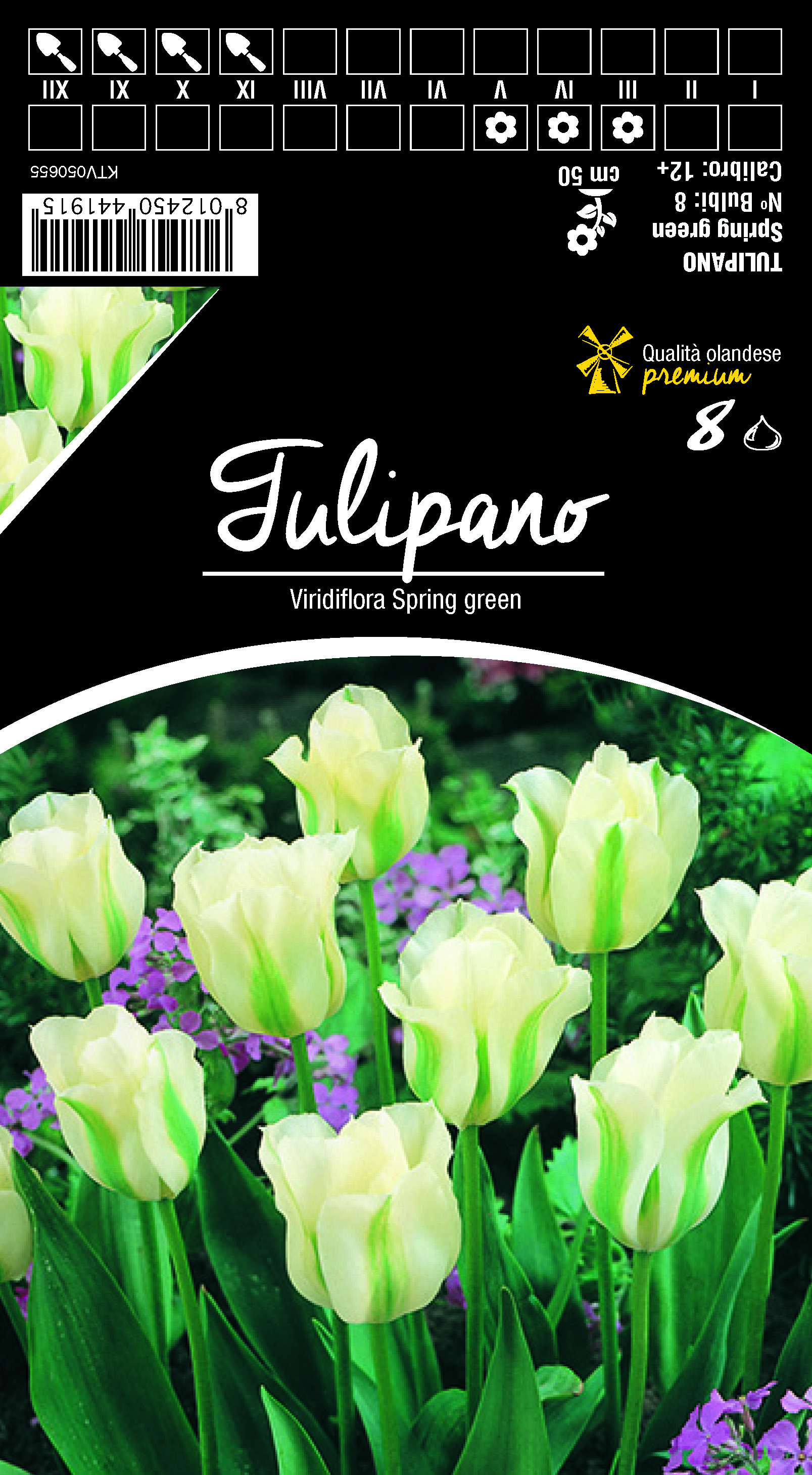 Tulpe Spring Green