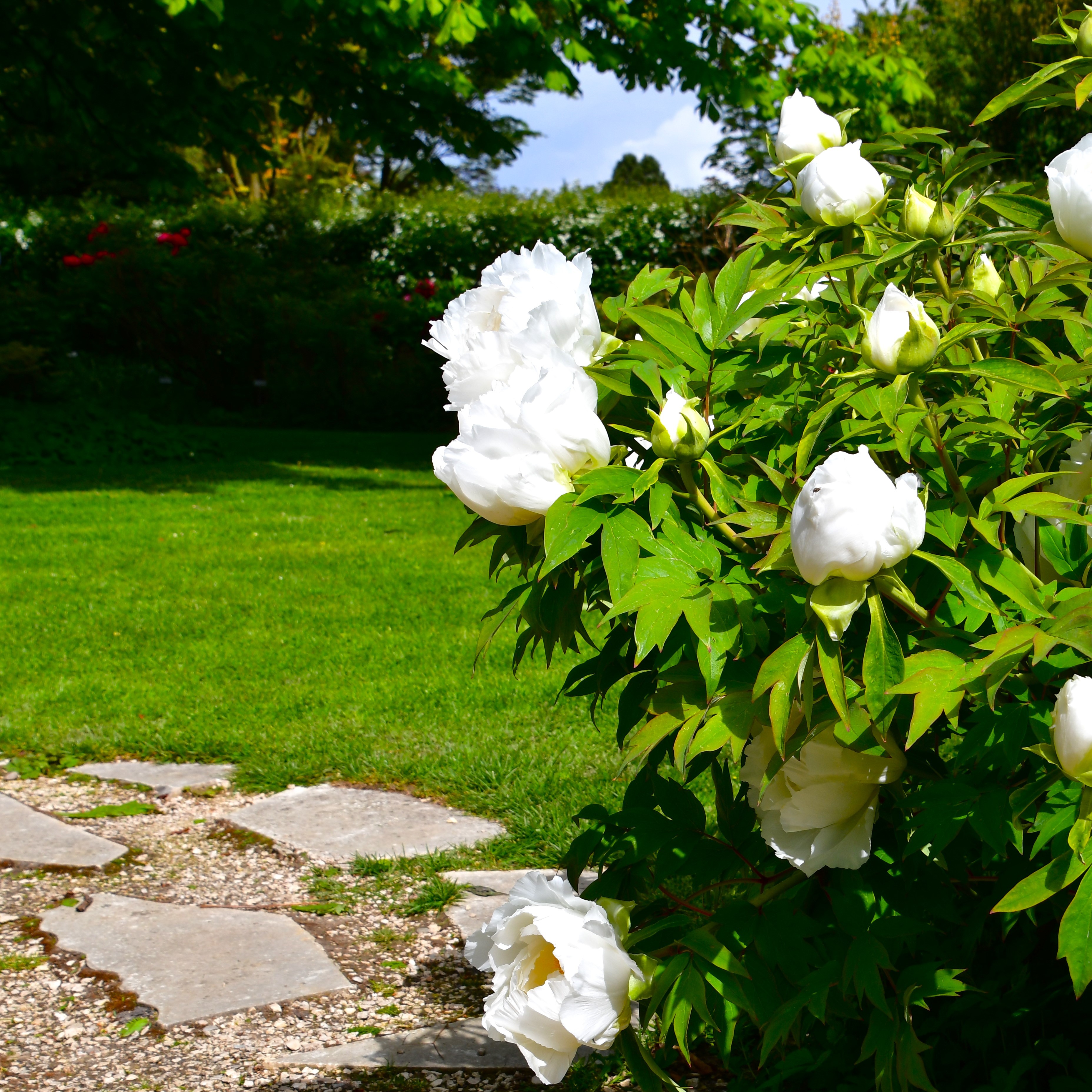 Paeonia suffruticosa Xue Ta
