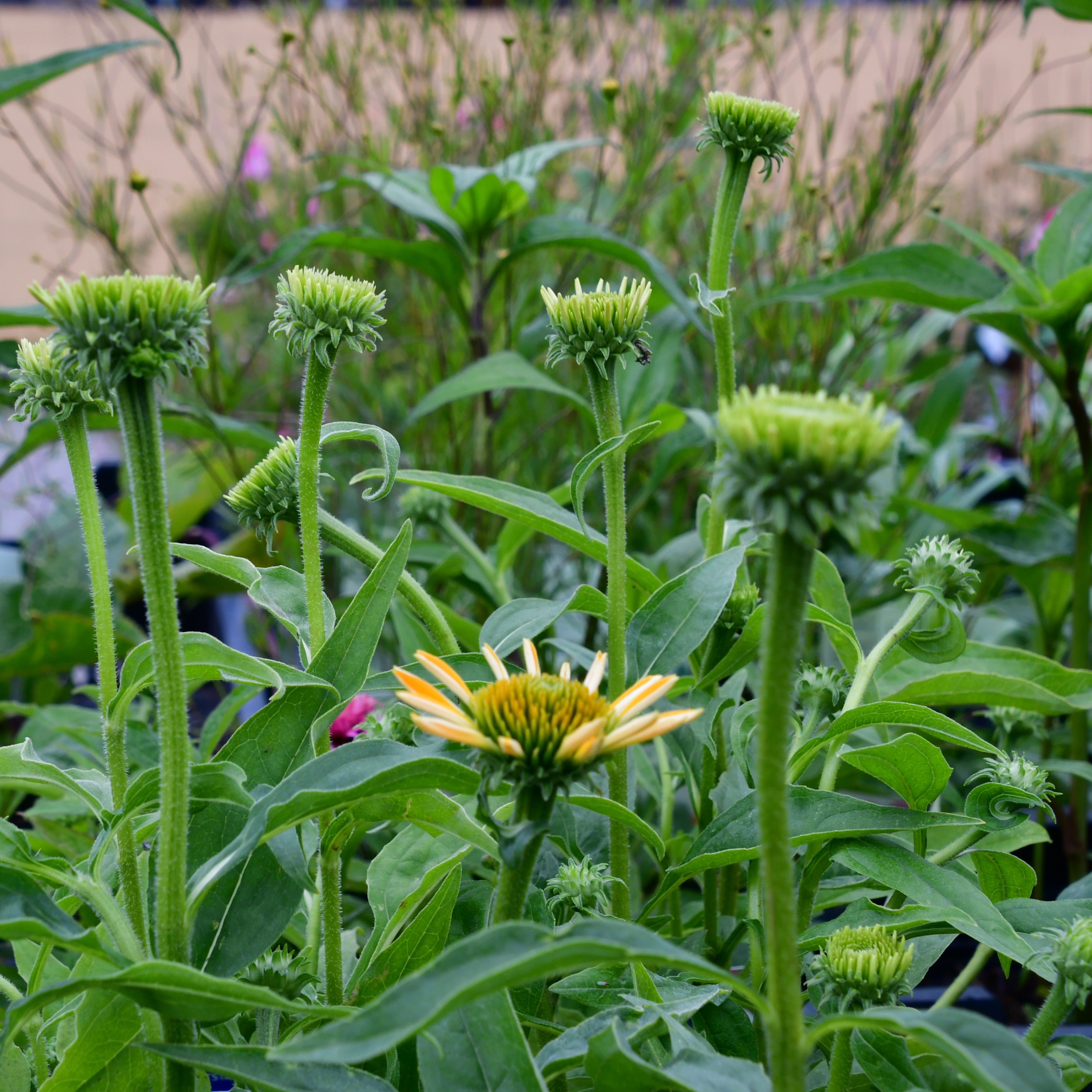 Echinacea purp. 'Skipper Gold' 1L