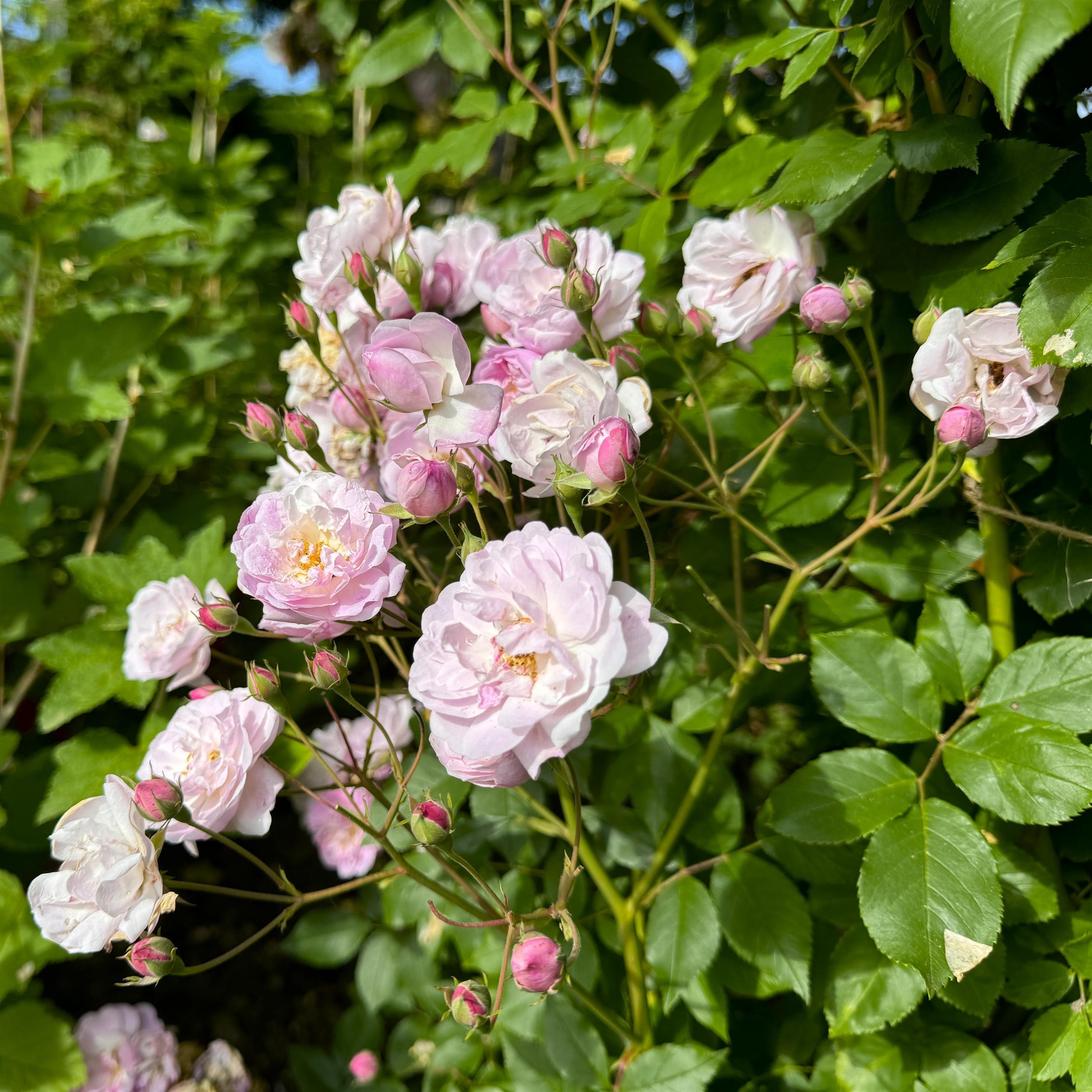 Blush Noisette